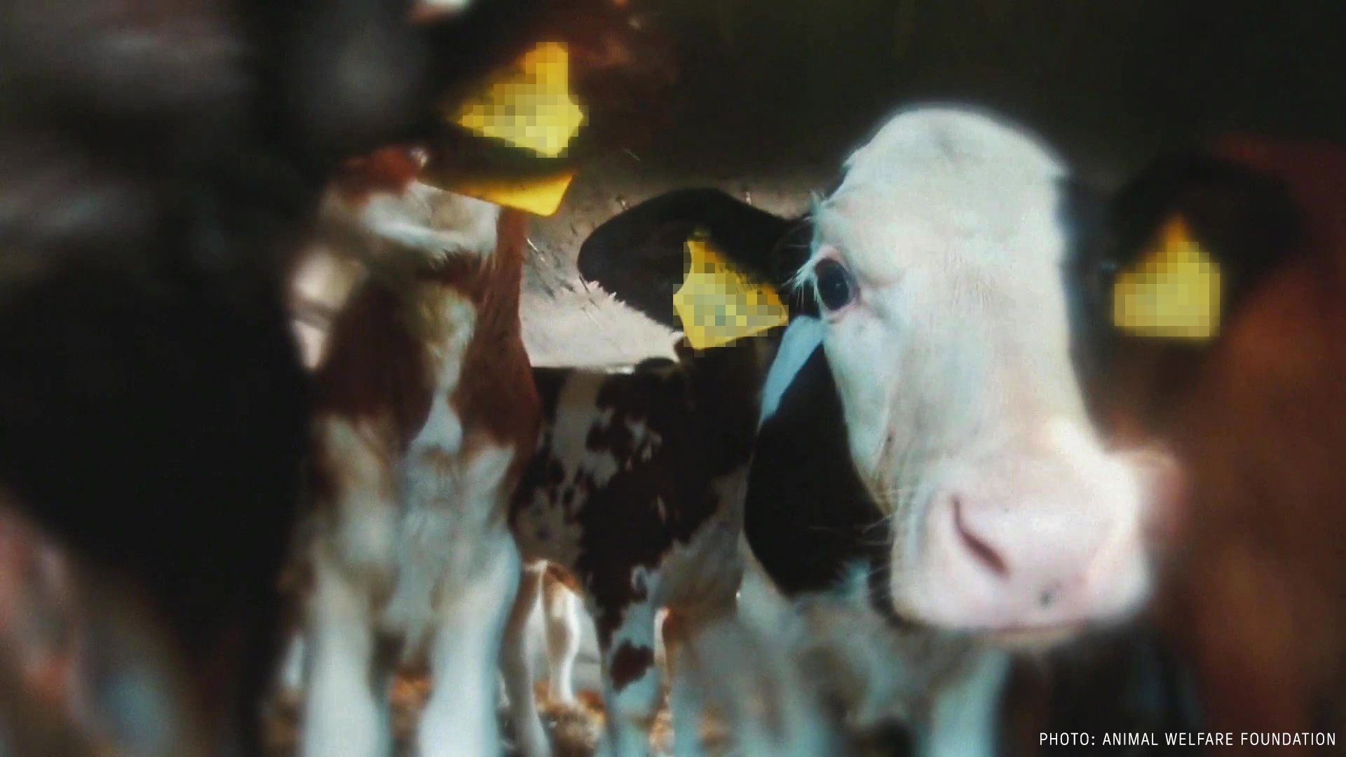 Foto: Eyes on Animals Kalve i transportvogn