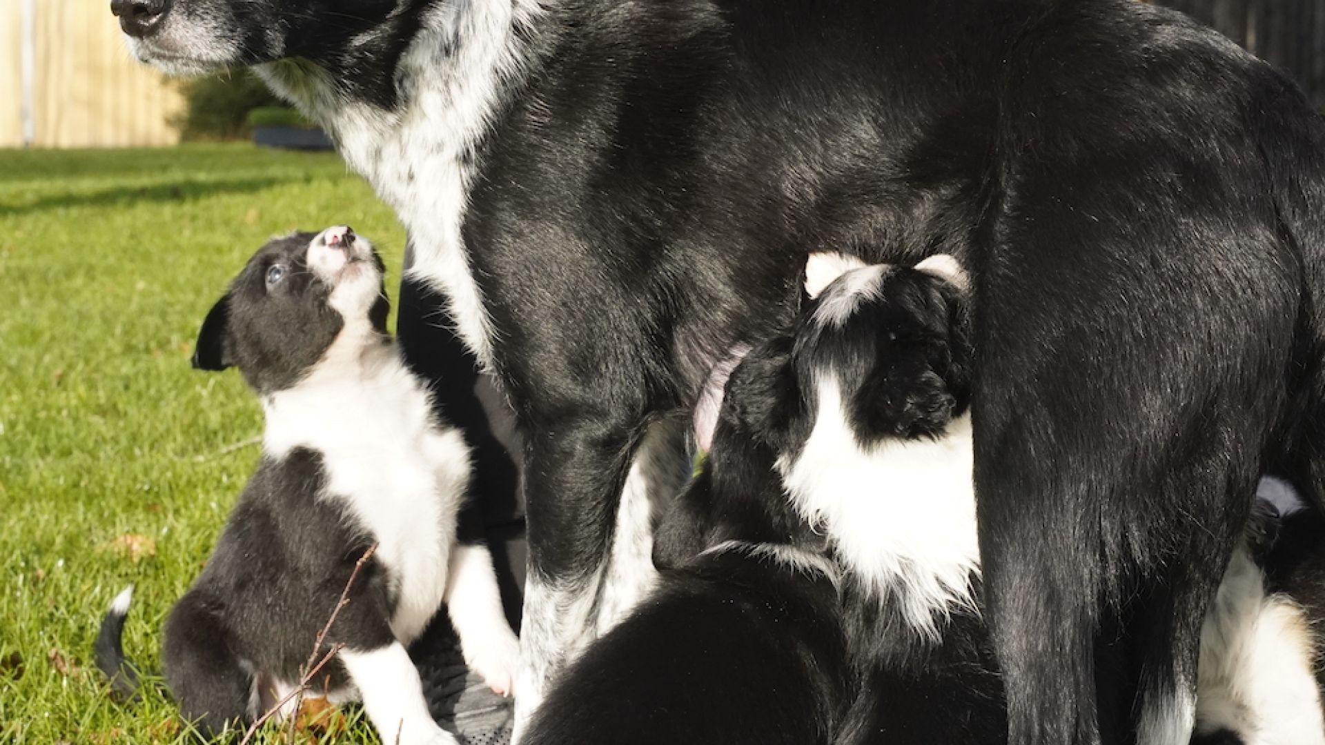 Border Collie tæven Spy med hvalpe udenfor