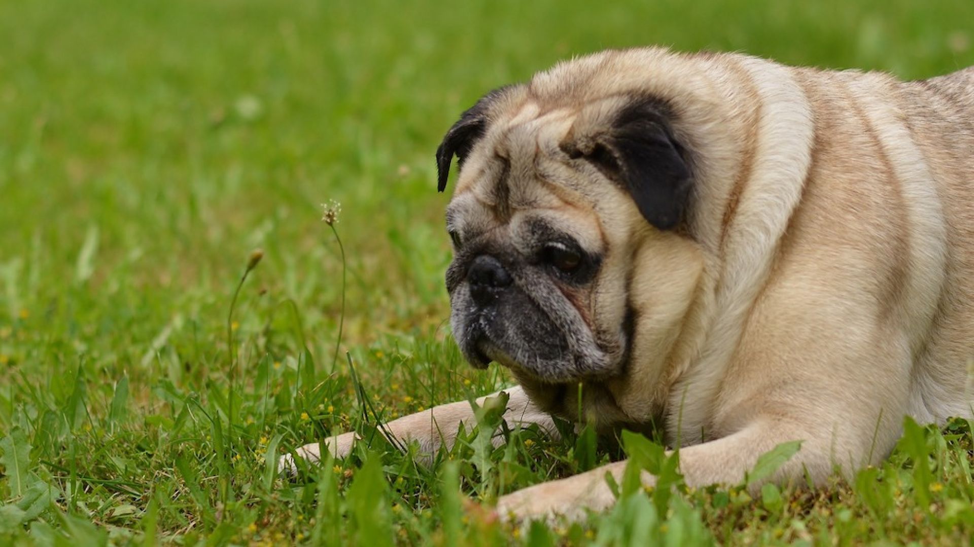 Kvælende design: Dyrenes Beskyttelse er blandt andet en  del af sammenslutningen Vets Against Brachycephalism,  som bekæmper fremavl af karaktertræk som flade kranier  og korte snuder, de såkaldte brachycephale racer, som kan  give dyrene alvorlige velfærdsproblemer.