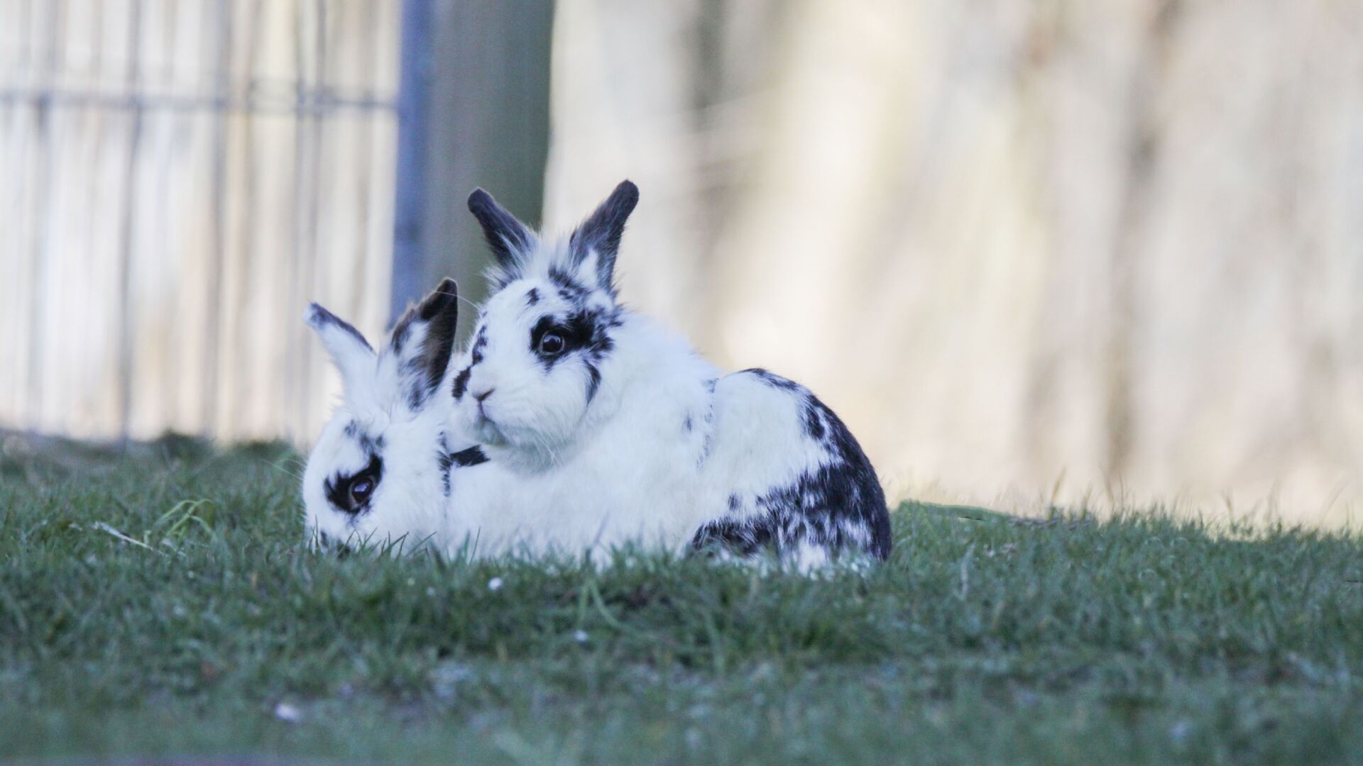 2 kaniner