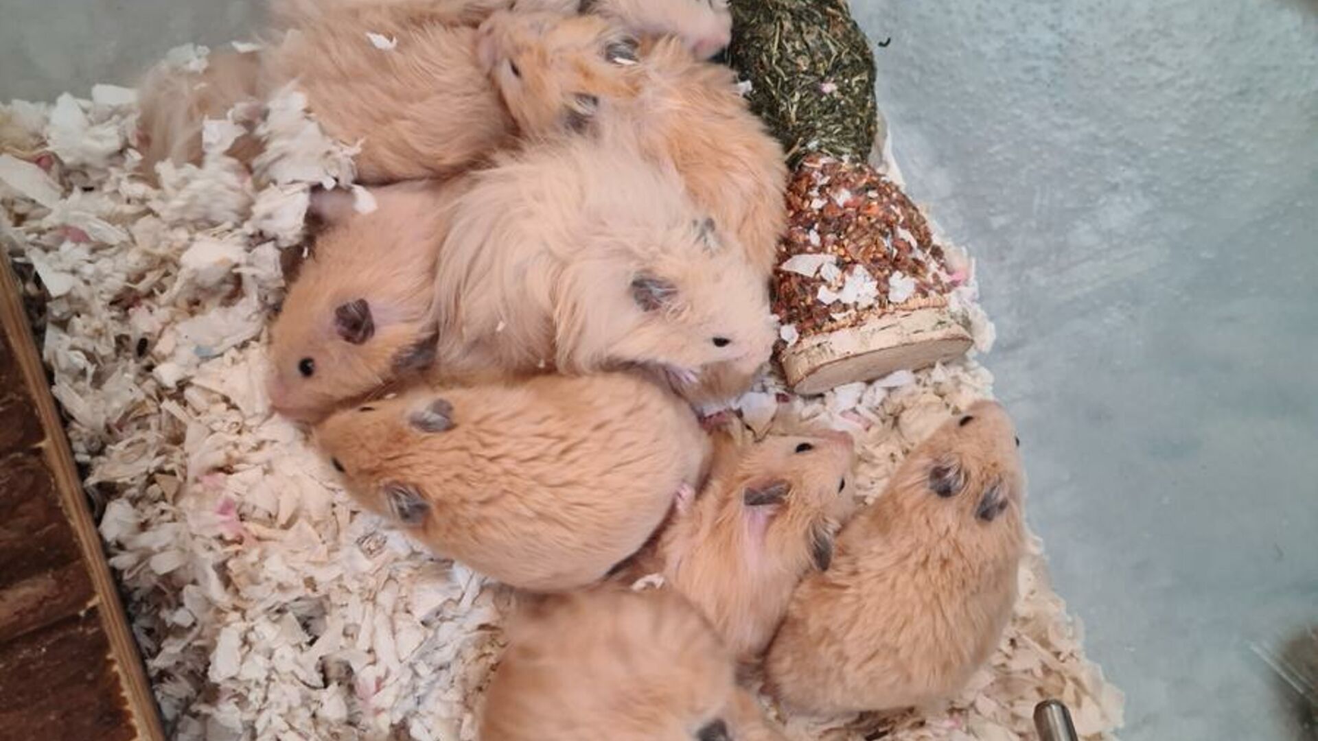 24 hamstere dumpet