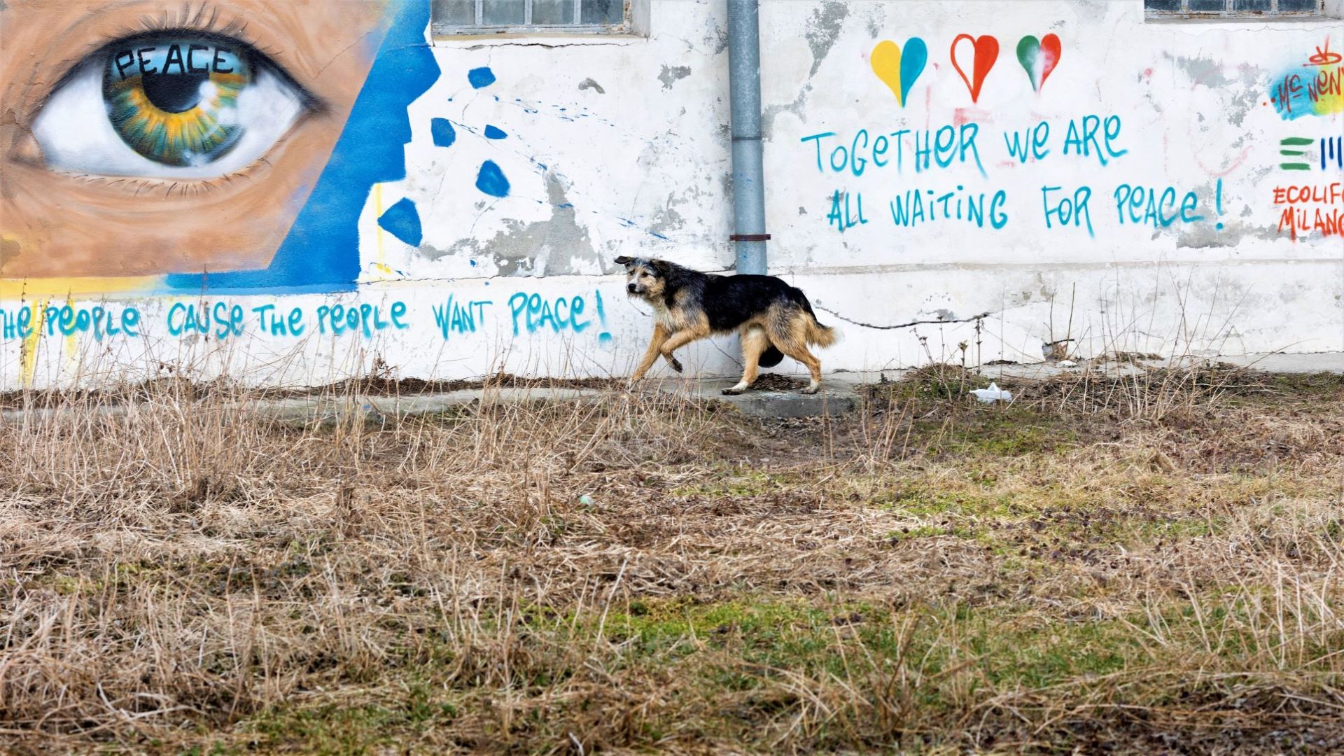 Foto: Kristian Brasen Herreløs hund