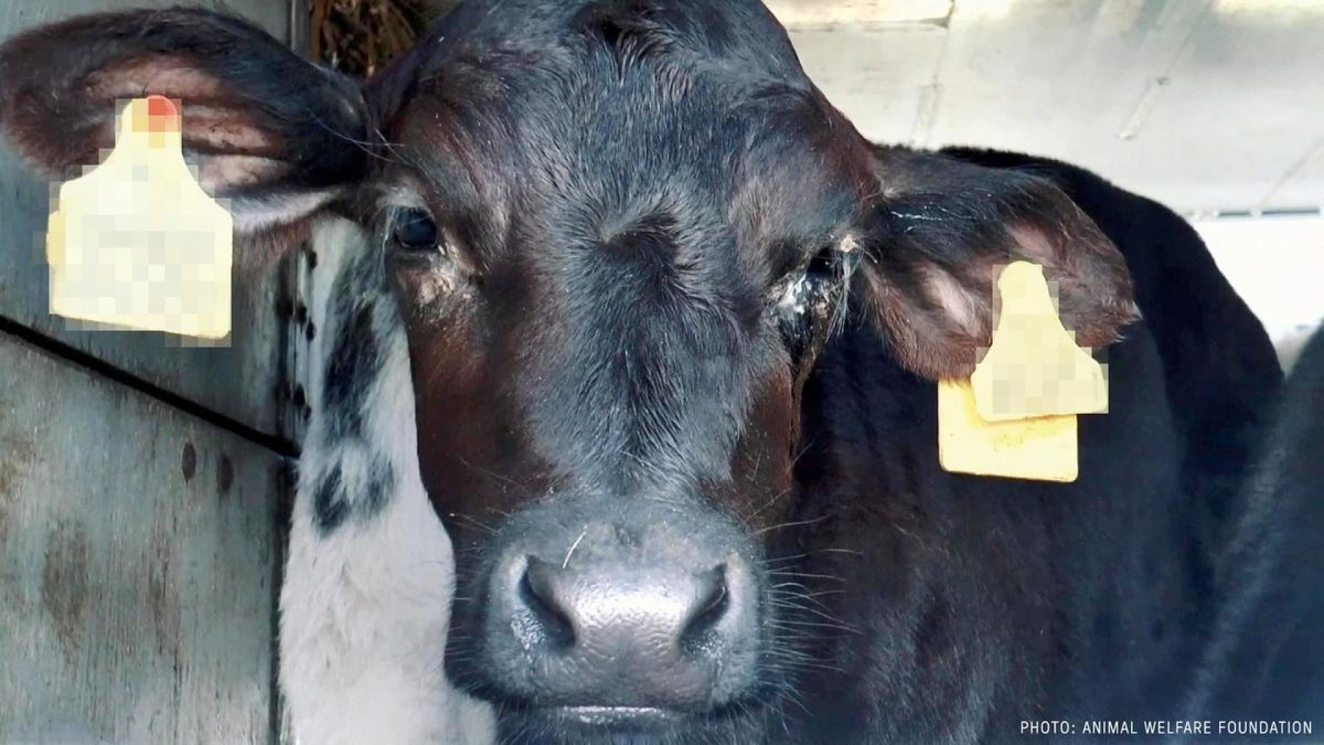 Foto: Eyes on animals Kalv under transport