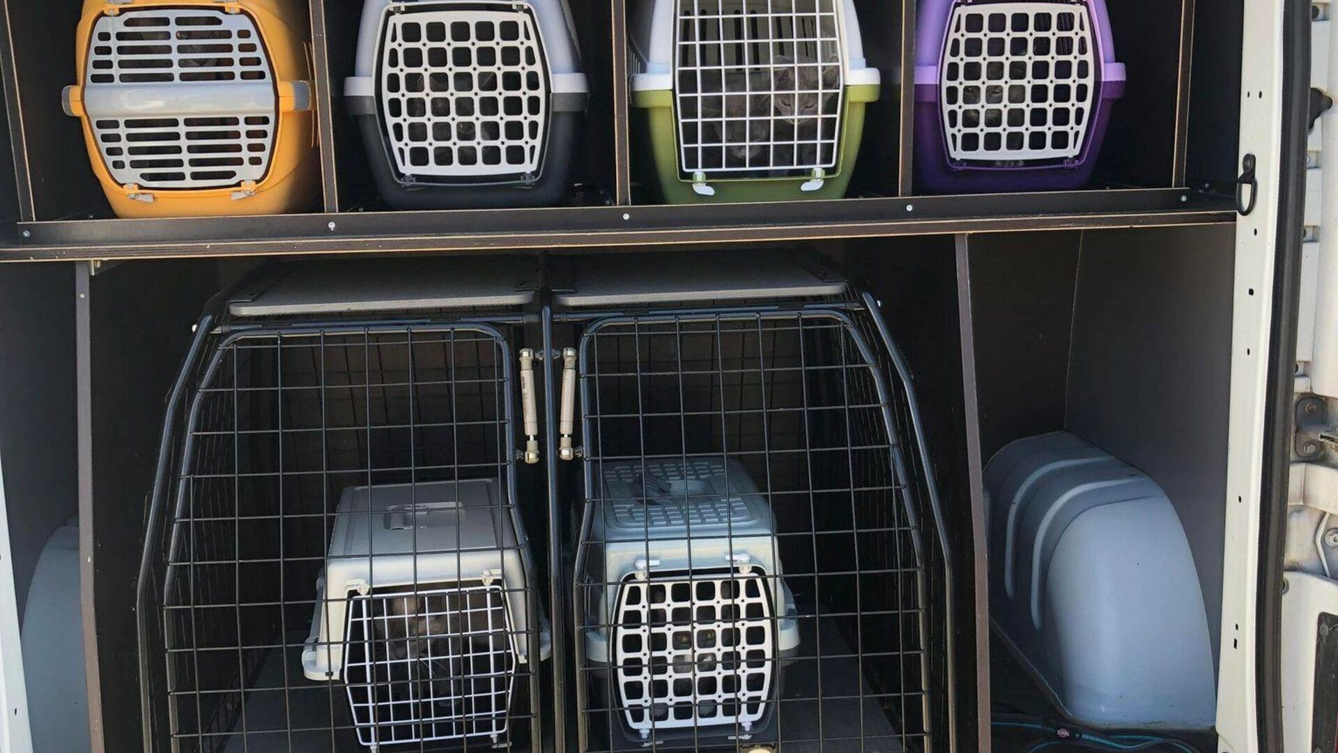 katte i transportkasser