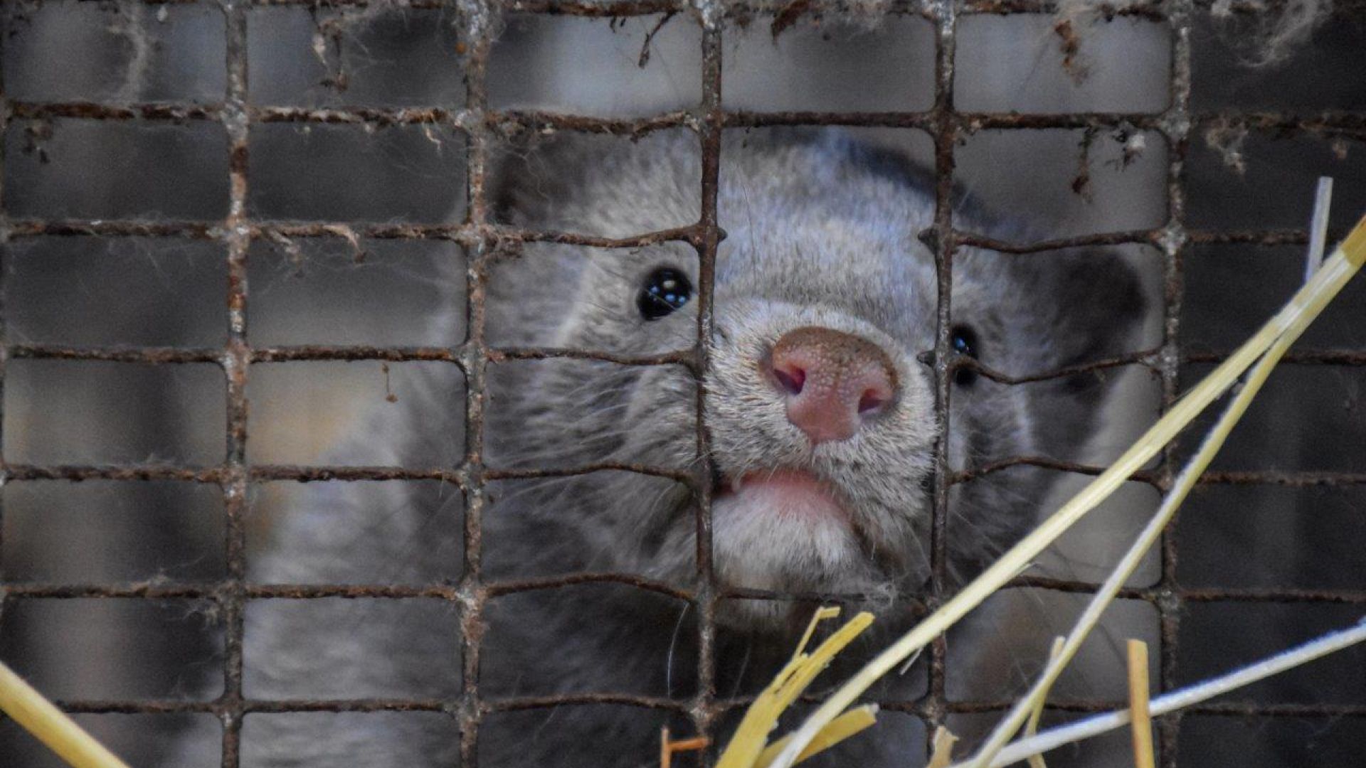 Foto: Dyrenes Beskyttelse Mink i bur