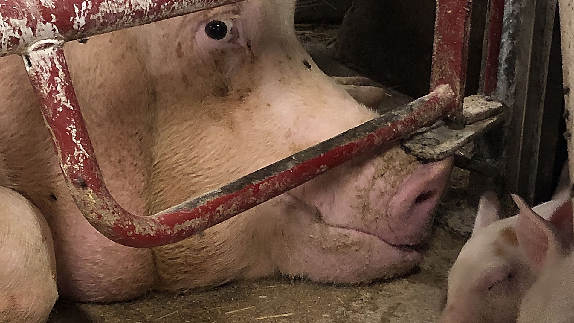 So i farebøjle i dansk svinestald under 'Åbent landbrug'. Foto: Dyrenes Beskyttelse So i farebøjle foran pattegris. Billede taget i dansk grisestald under 'Åbent landbrug'