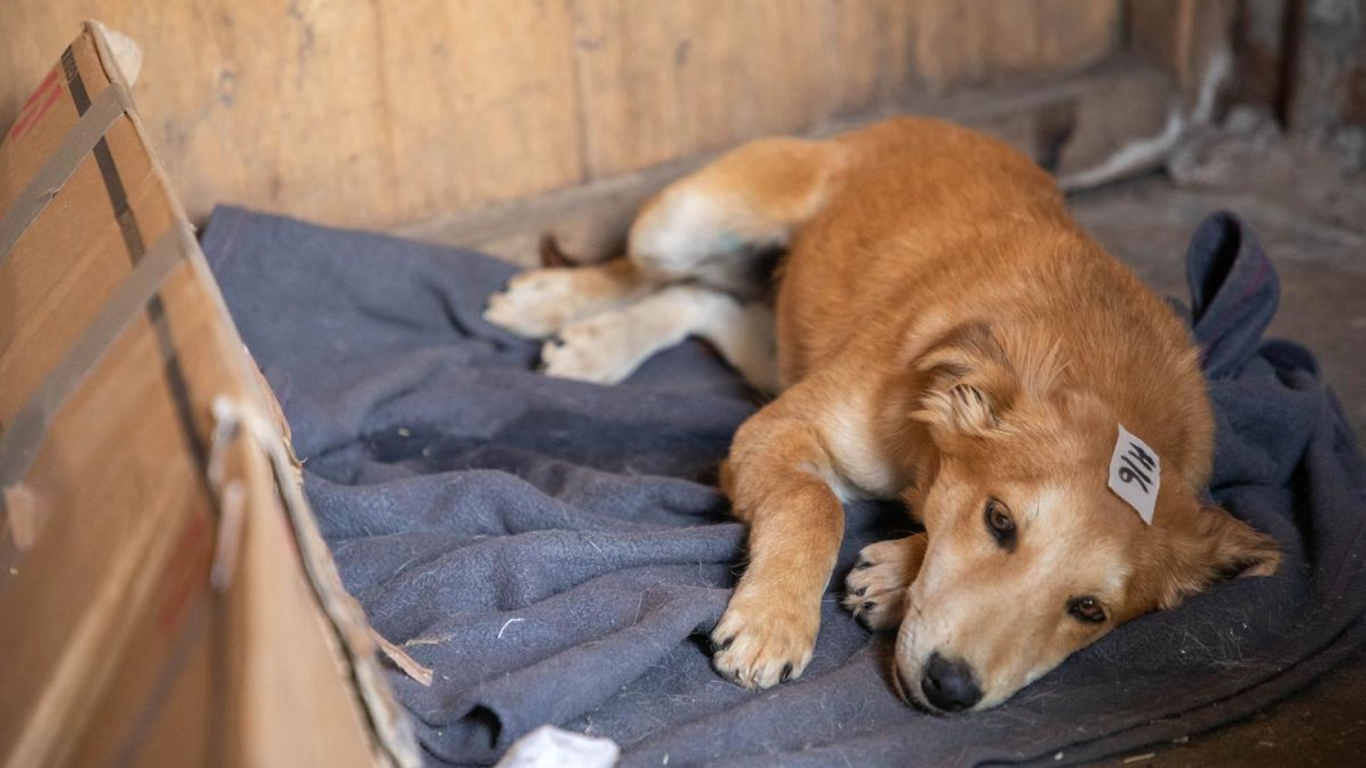 En hund fra Masai Mara området i Kenya. Denne ligger til opvågning efter et indgreb. Foto: Asger Thielsen Hund før behandling