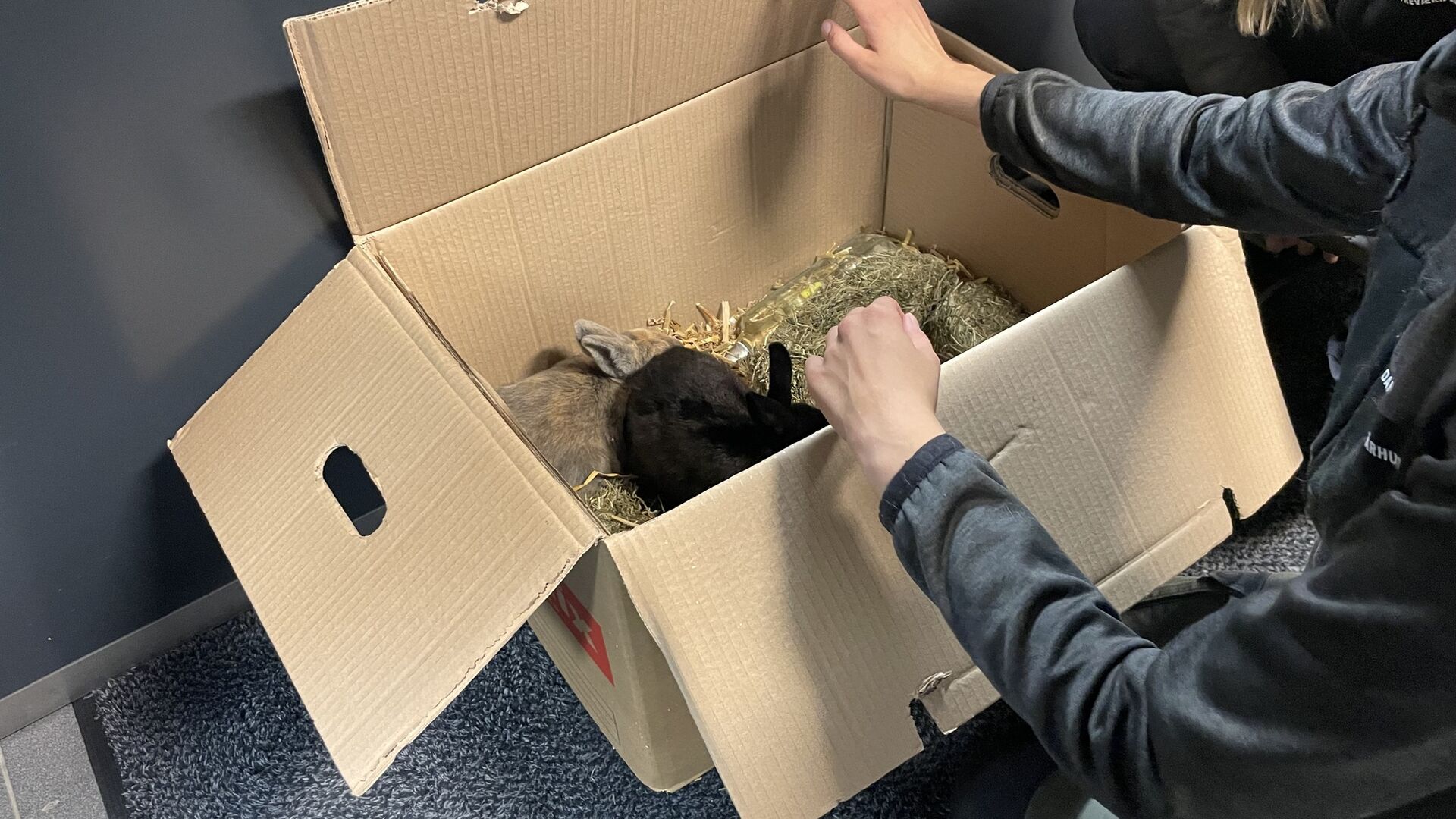 Kaniner i papkasse