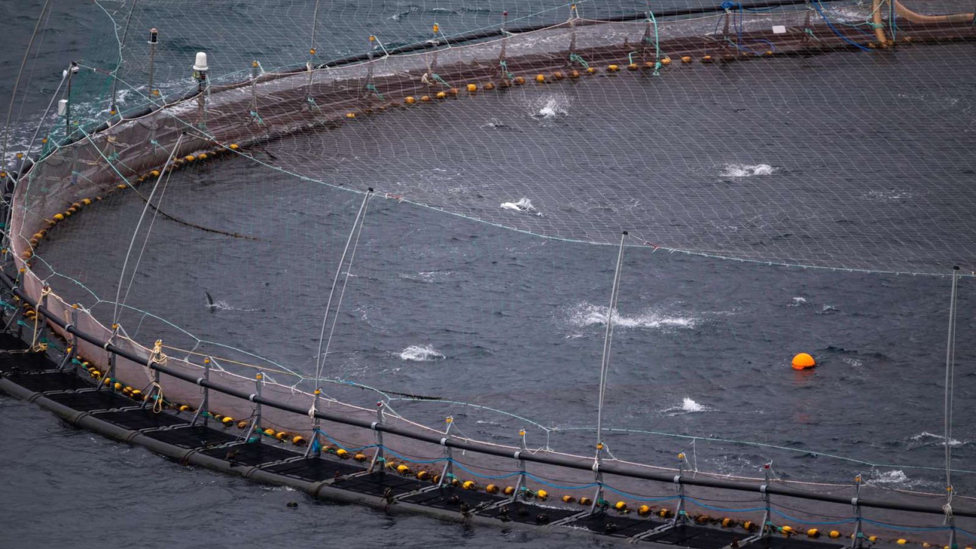 Foto: Asger Thielsen Havbrug