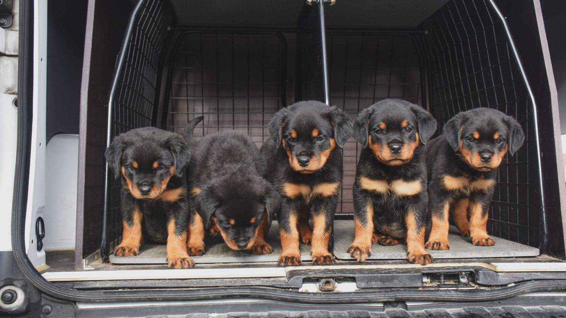 Fem moderløse rottweilere indgår i statistikken over dyr, internaterne fandt hjem til i år 5 moderløse rottweilere