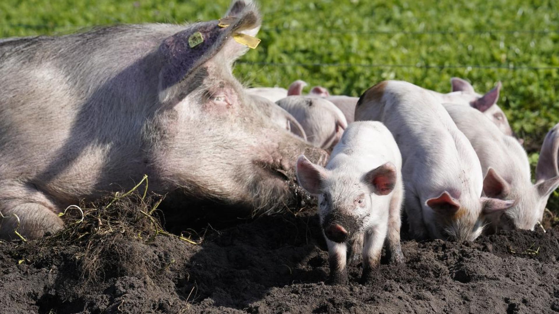 Foto: Thomas Degner Det er landbrugsdyrene, der lægger liv til vores store animalske fødevareproduktion i dag. Dyrevelfærd er en uundgåelig del af den nødvendige bæredygtige omstilling af landbruget til en langt mindre klima- og naturbelastende plantebaseret produktion med langt bedre plads og betingelser for de resterende langt færre landbrugsdyr.