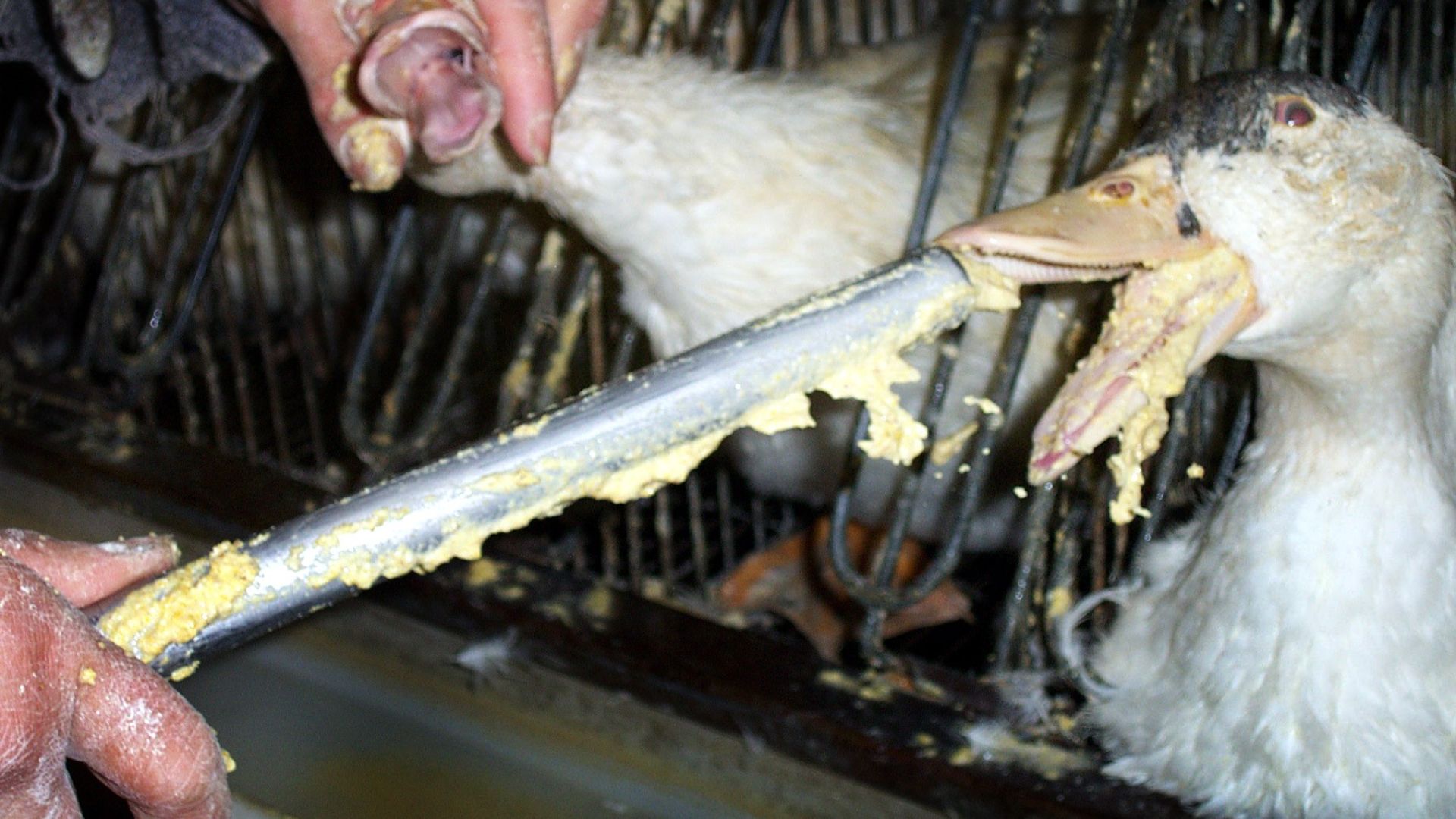 Gæs tvangsfodres i foie gras produktionen