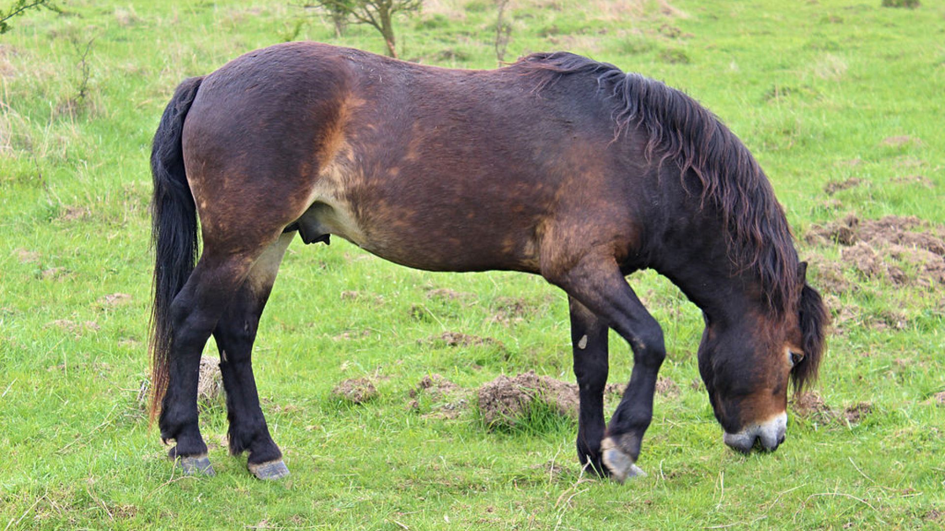 En flok af Exmoor-pony-hingste som denne har skabt bekymring hos besøgende på Molslaboratoriet Exmoor-pony