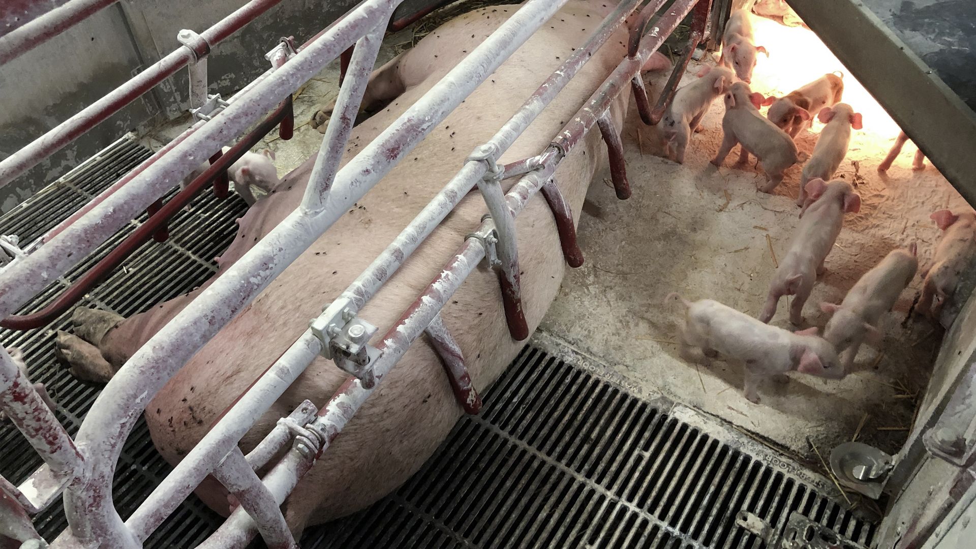 Foto: Dyrenes Beskyttelse So ligger fastklemt i farebøjler på tremmegulv, adskilt fra sine pattegrise som står ved siden af