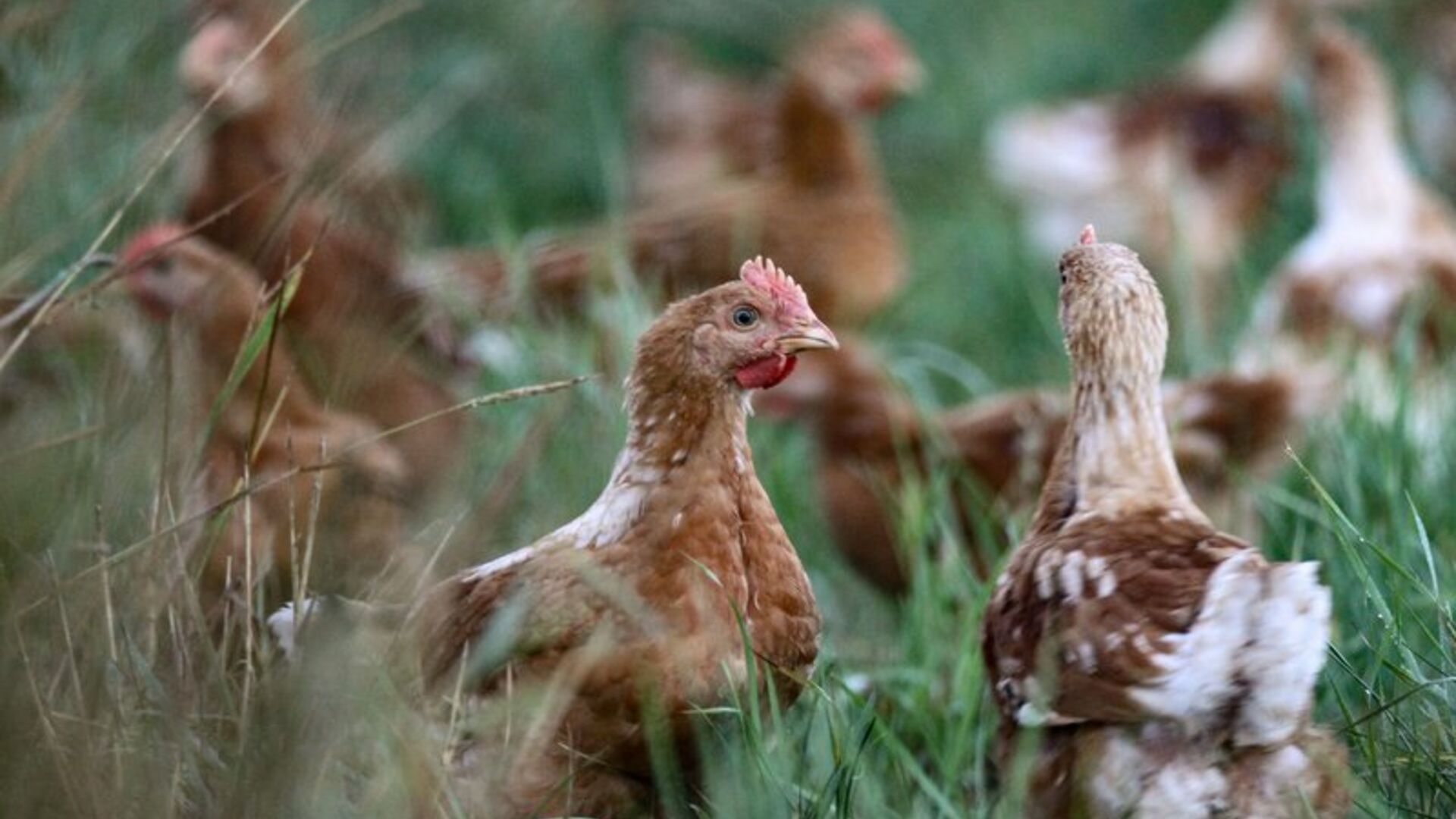 Kyllinger med bedre dyrevelfærd