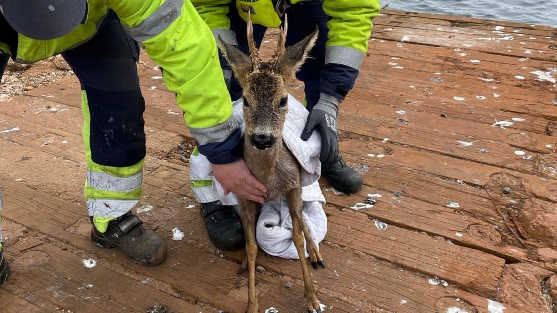 rådyr i havn