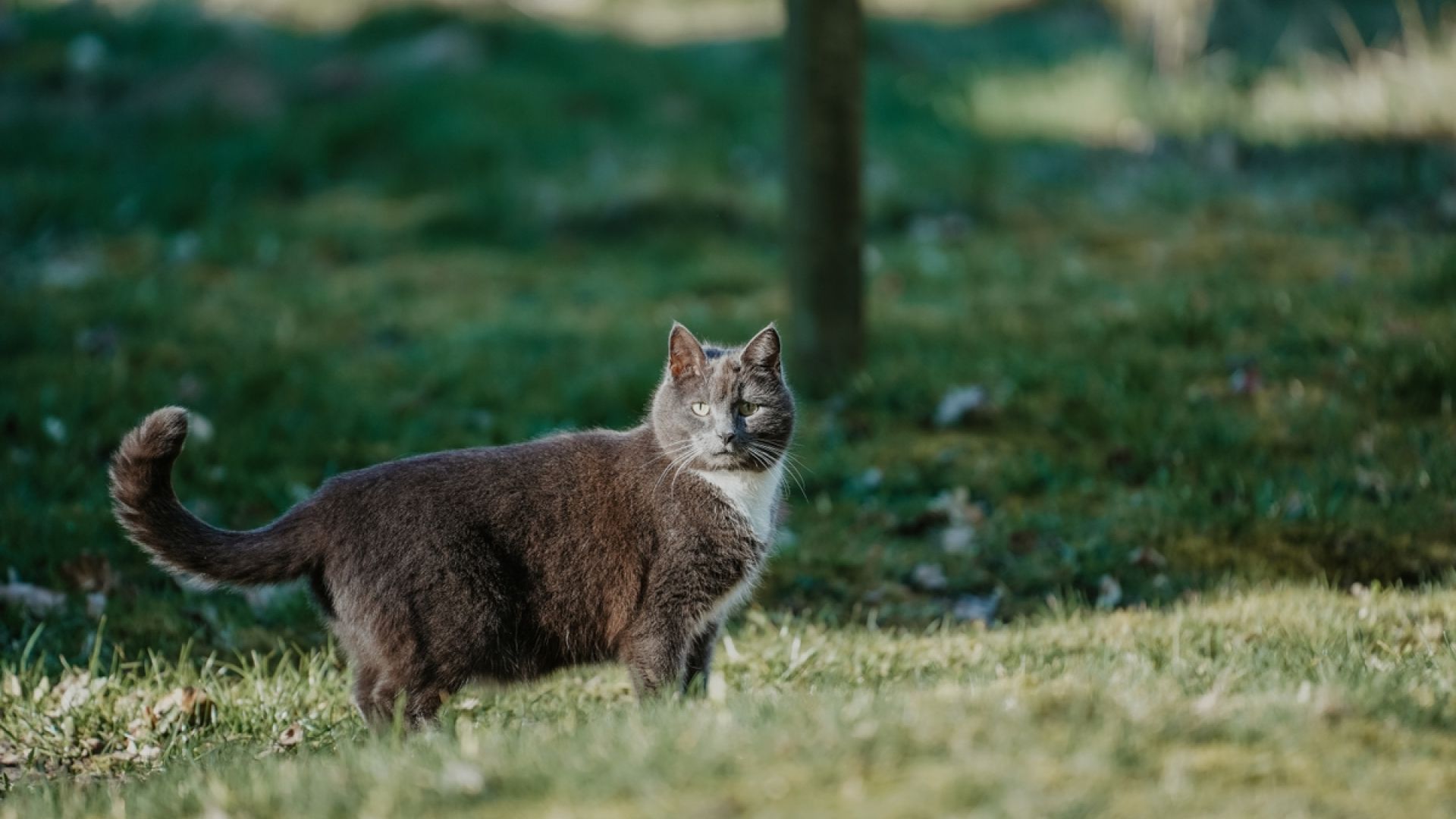 Jørgens kat1