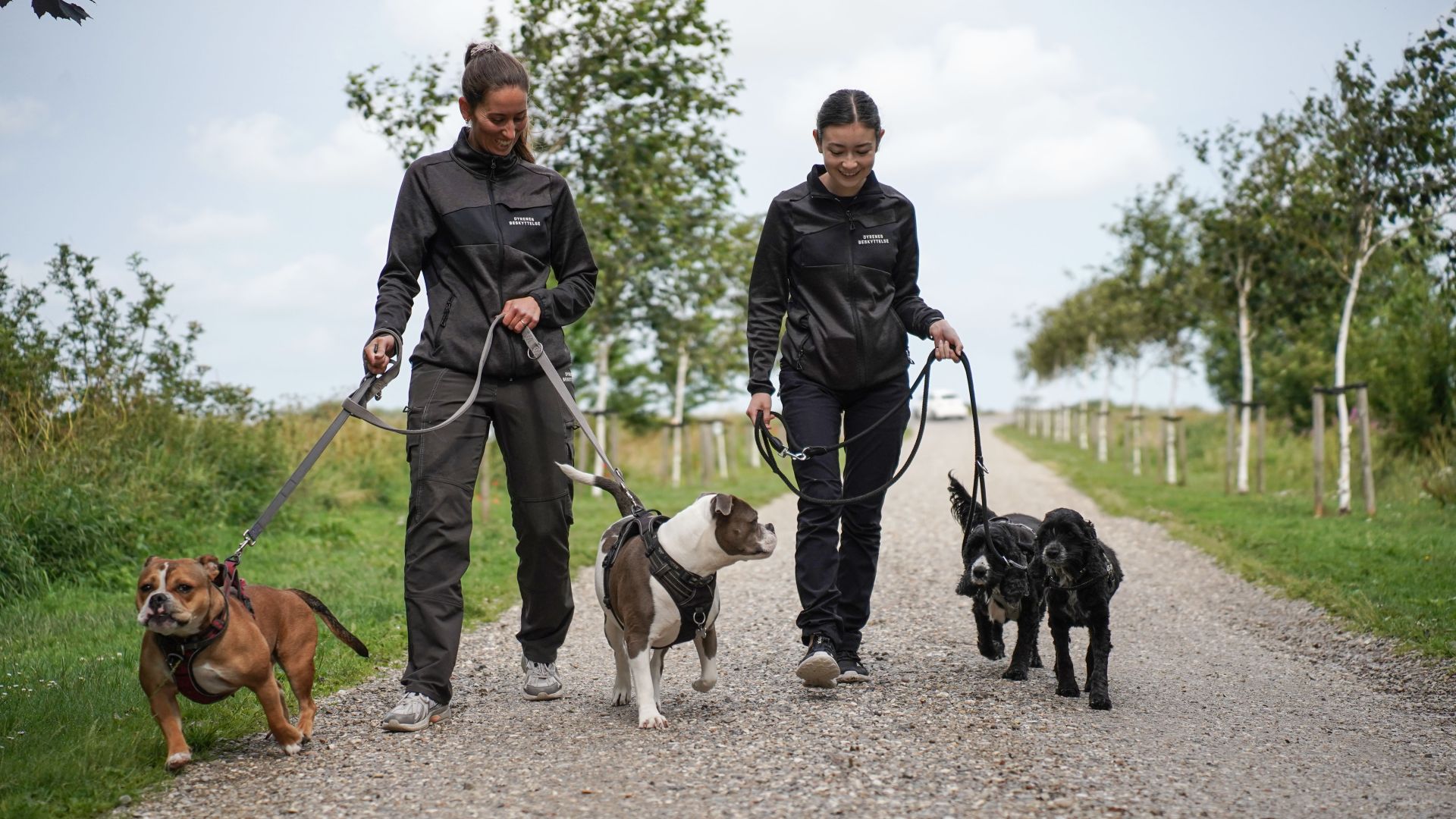 Støt hunde i Nordjylland