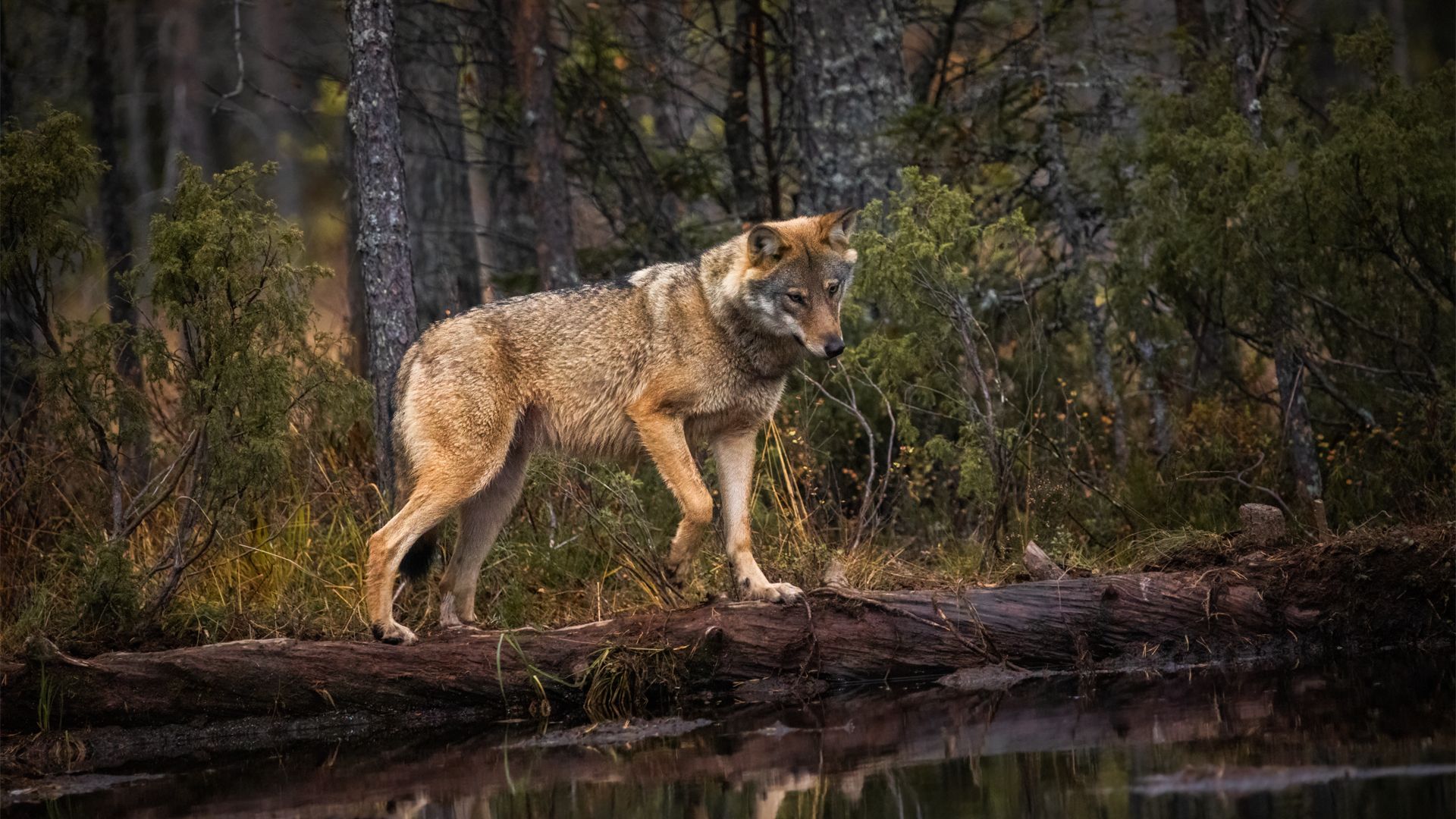 Dødeligheden blandt danske ulve har været højere end i vores nabolande på grund af krybskytteri. Her ses en ulv i på grænsen mellem Finland og Rusland. Foto: Asger Thielsen / Dyrenes Beskyttelse Ulv
