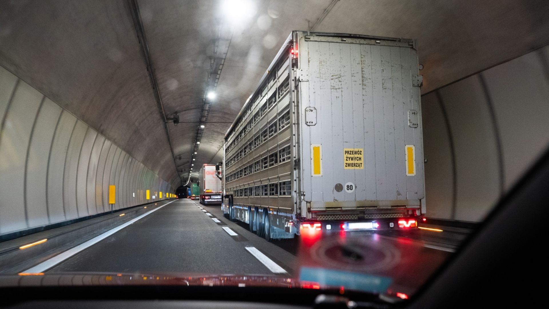 Grisetransport i tunnel 