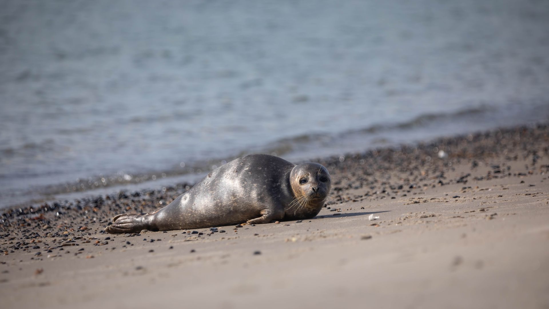 En sæl slapper af langst kysten i Skagen. Foto: Asger Thielsen / Dyrenes Beskyttelse. Sæl i Skagen
