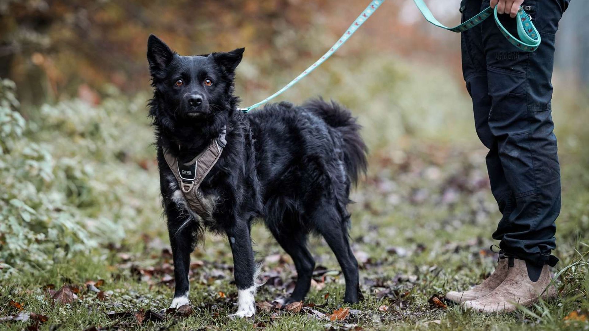 Hunden Hopper flyttede ind på Nordjylland efter at ejeren blev hjemløs Hopper