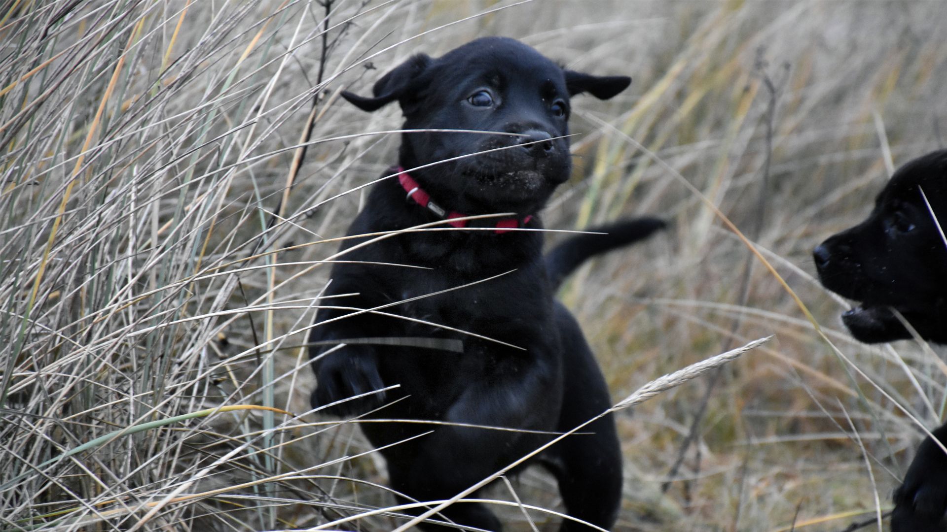 Hundehvalp der hopper i marehalm på strand. Det er Tjalfe som hvalp