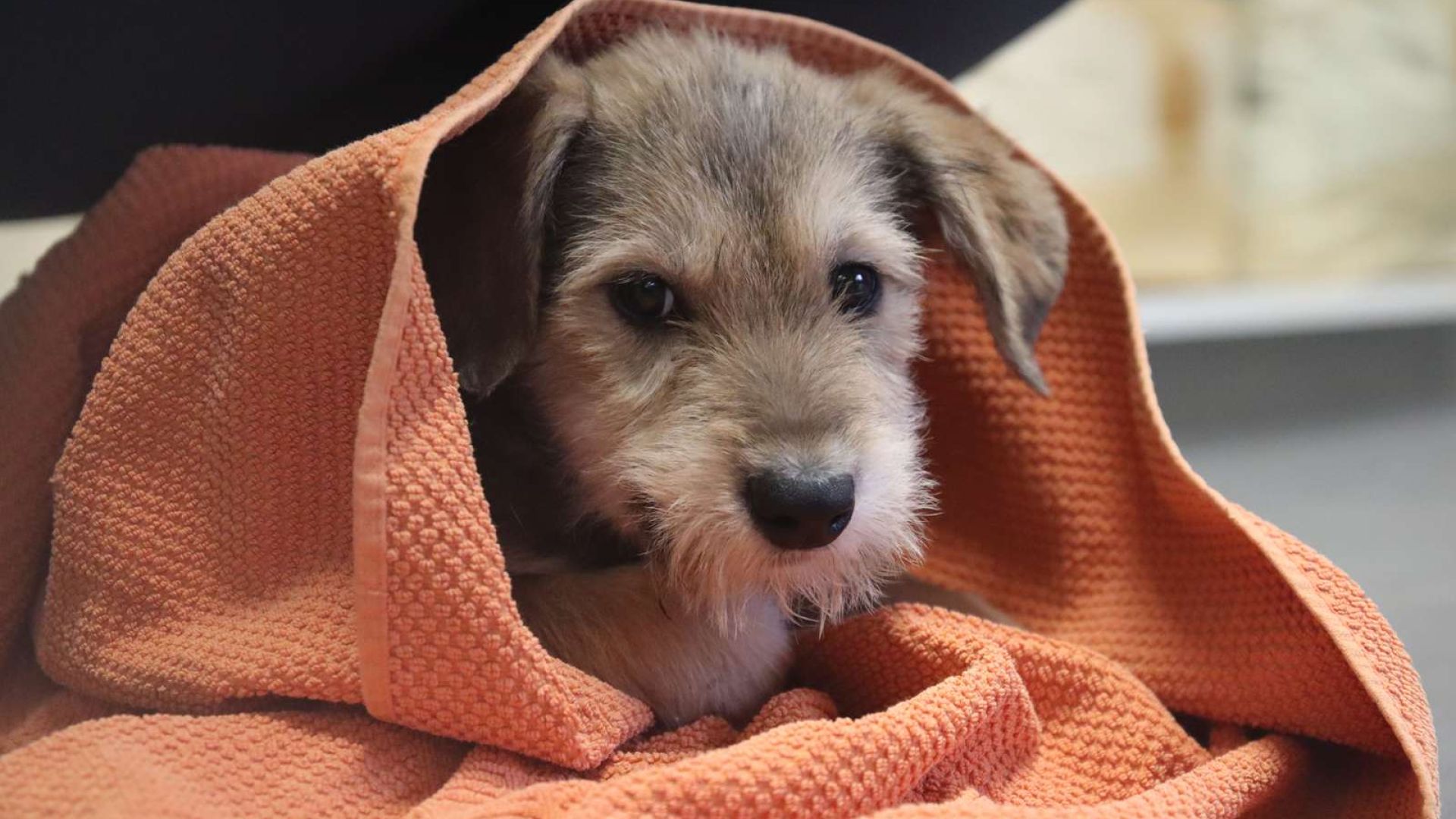 Hundehvalpen Billie fik i foråret 2023 nyt hjem gennem internatet hos Dyrenes Beskyttelse Århus. Foto: Dyrenes Beskyttelse. Hund i håndklæde