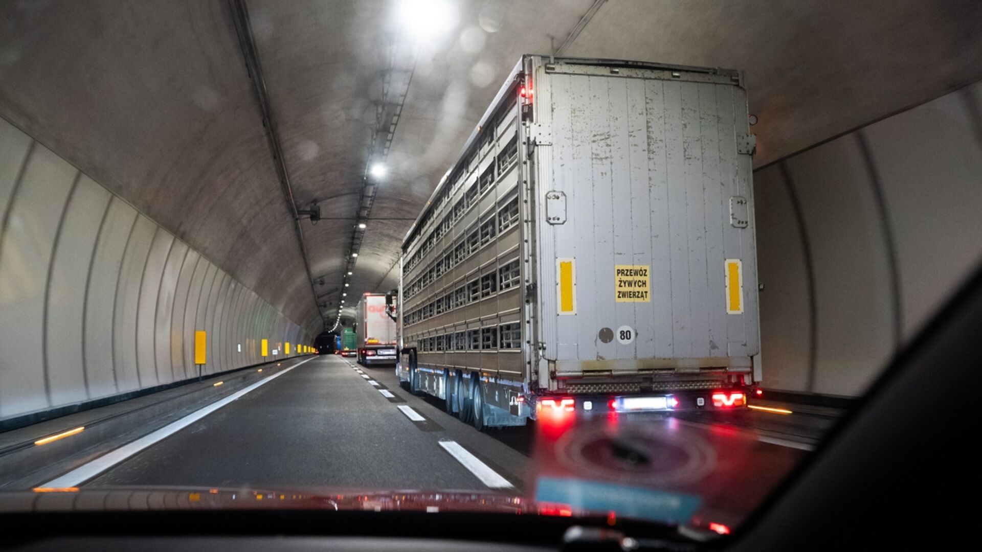 Dyretransport i tunnel 
