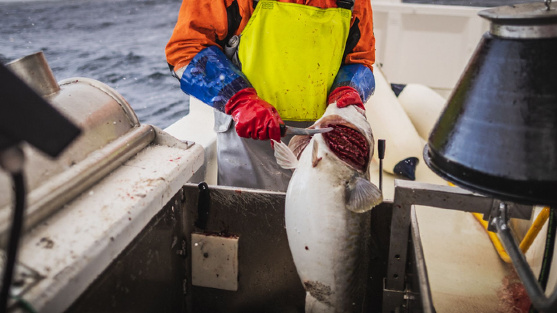 Fiskevelfærden er fraværende mange steder i fiskeriet – mange fisk bliver afblødt og renset uden at være gjort bevidstløse først. Foto: iStock Fiskevelfærden er fraværende mange steder i fiskeriet – mange fisk bliver afblødt og renset uden at være gjort bevidstløse først.