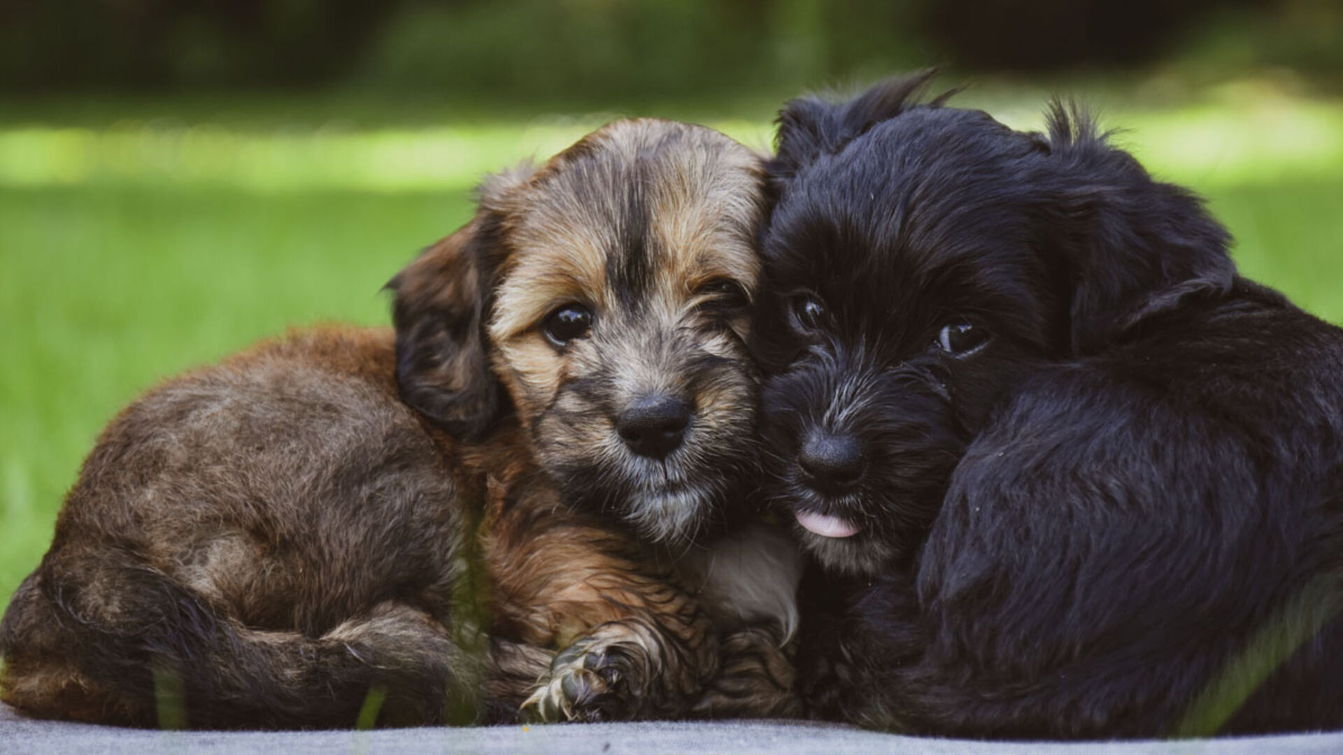 En brun og en sort hundehvalp, der ligger op ad hinanden
