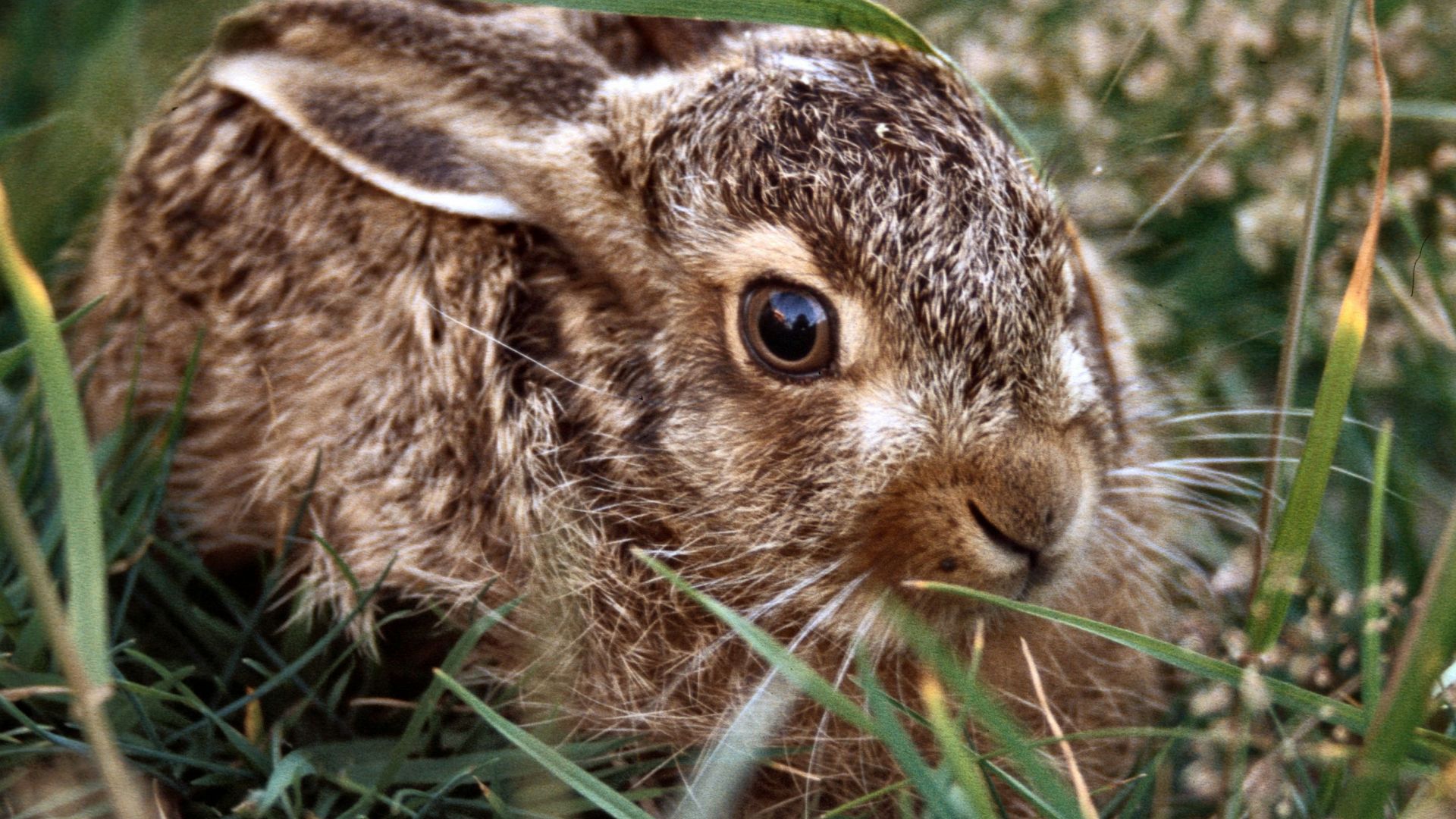 Harekilling i højt græs