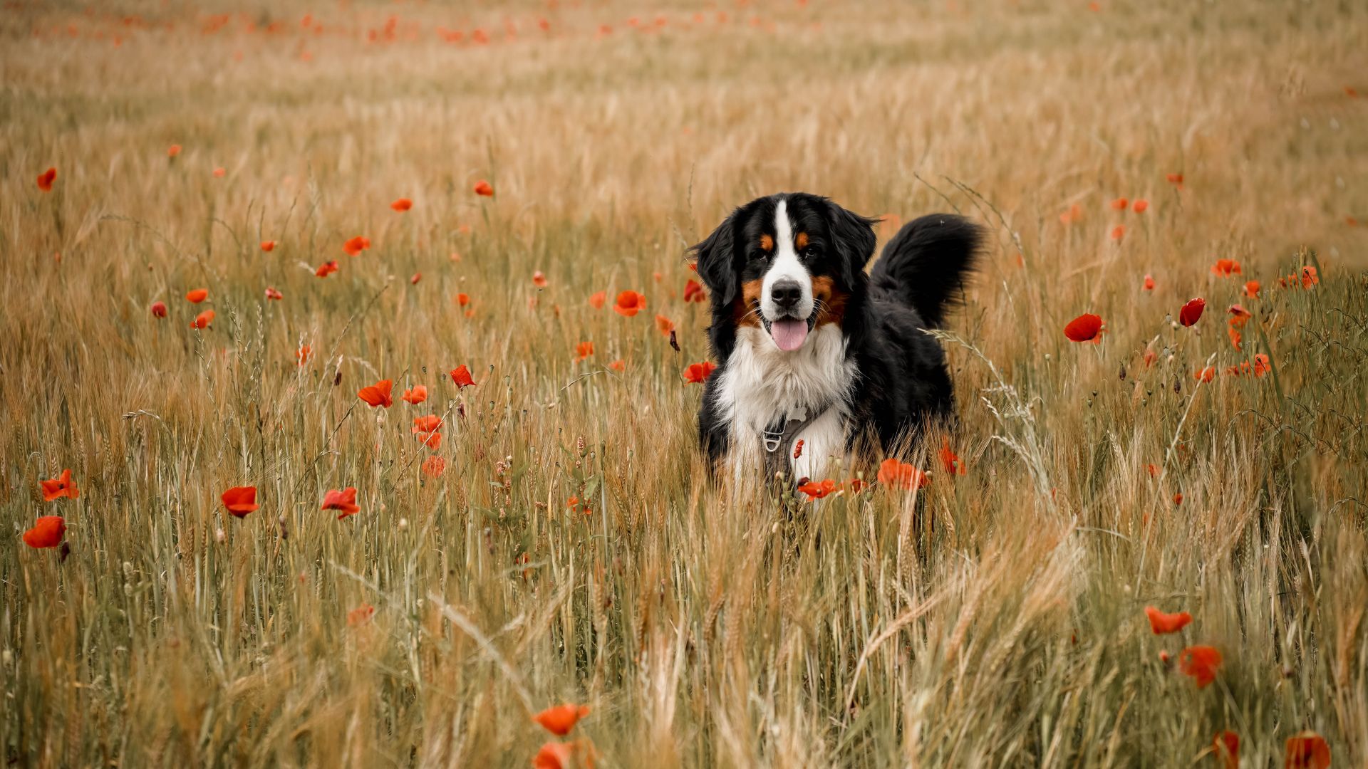 Foto: Cathrine Cocks Hund i mark