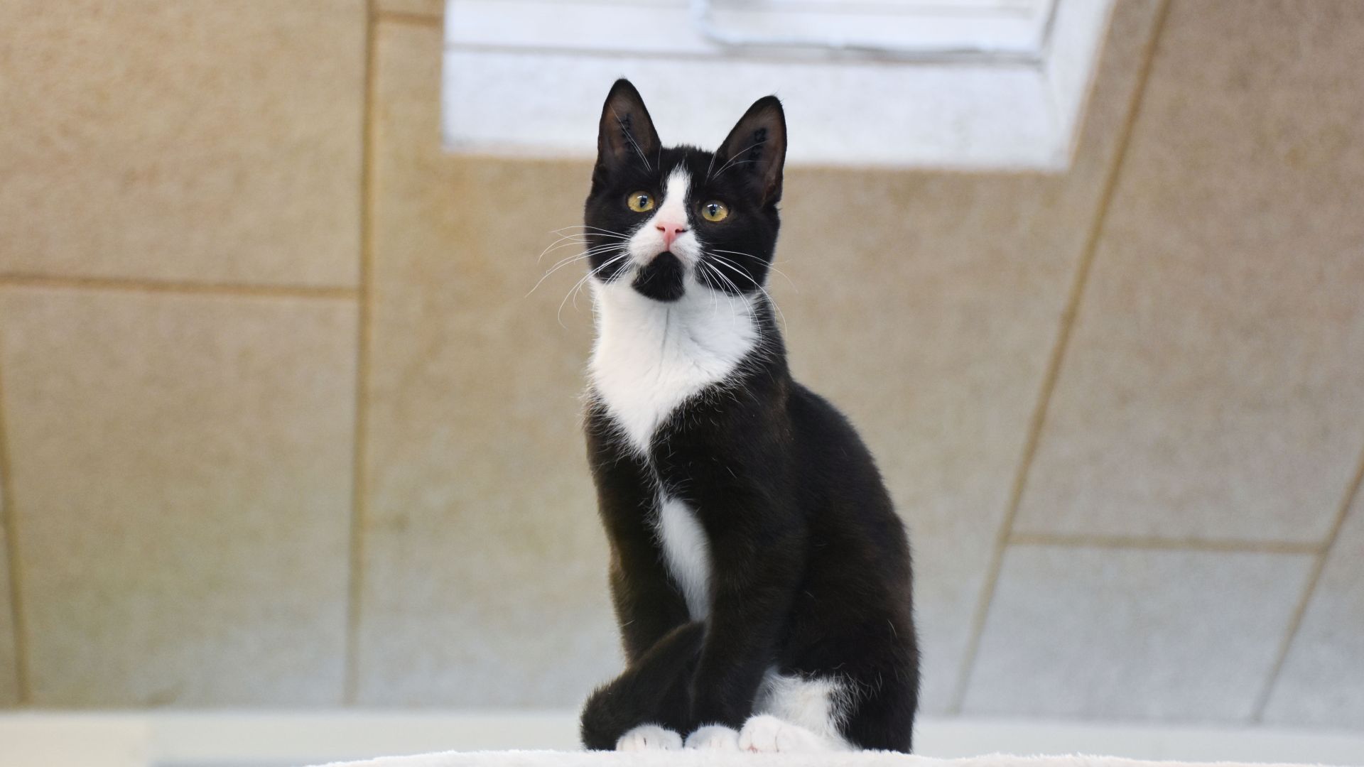 Foto Cathrine Cocks Katten Chip