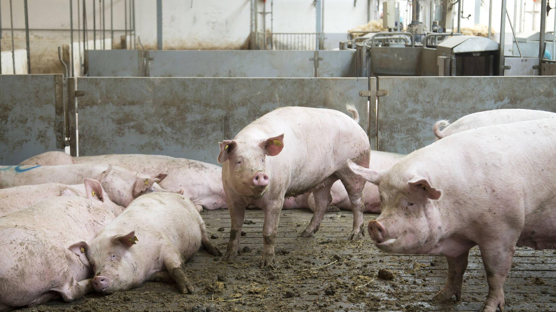 Der er ikke meget halm eller lignende at rode i for grisene i en dansk industristald – og så opstår halebiddene, som fører til haleklip. Foto: Camilla Stephan / Dyrenes Beskyttelse. Søer i konventionel stald