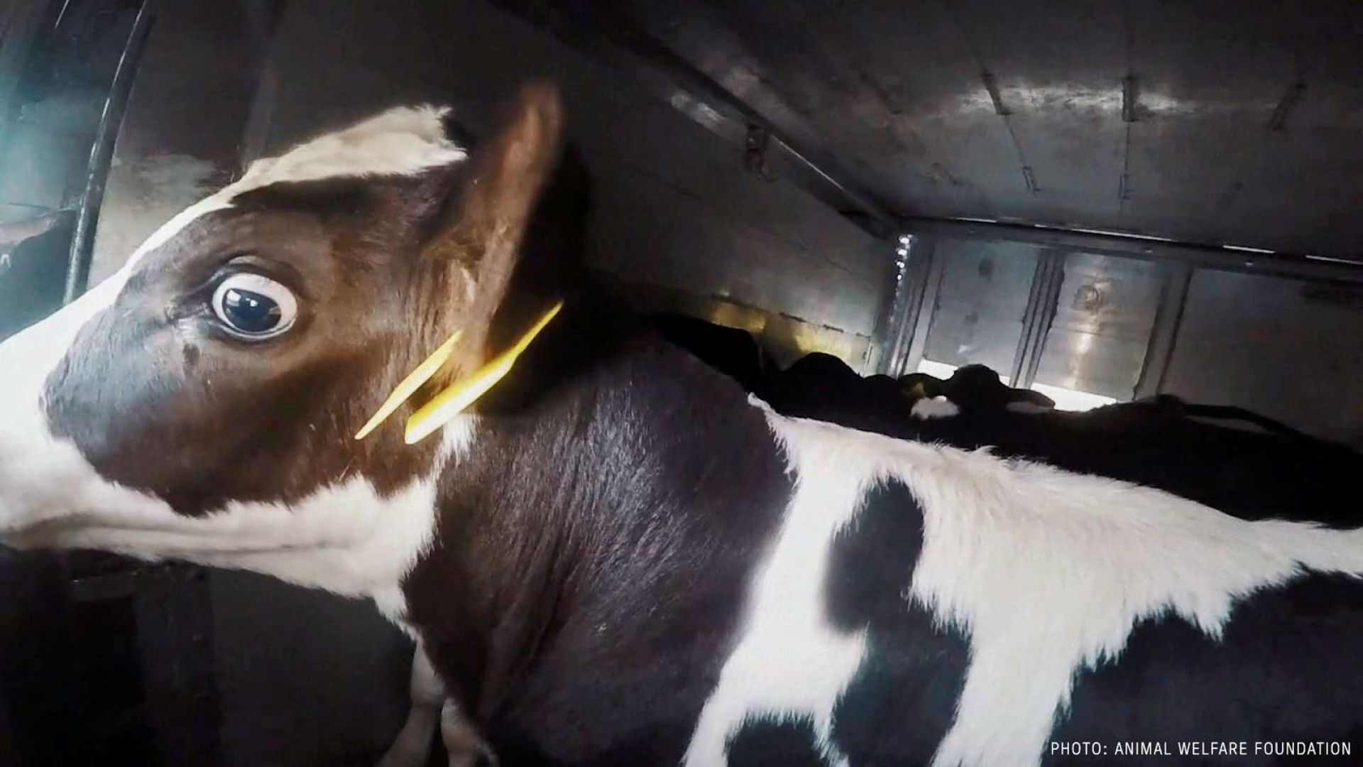 Helt spæde kalve sendes ud på alt for lange transporter. Foto: Animal Welfare Foundation. Kalv transport lastbil