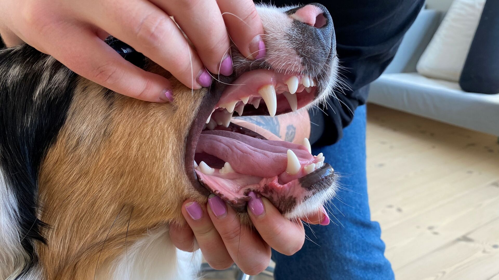 En hund med sunde tænder. Foto: Dyrenes Beskyttelse.