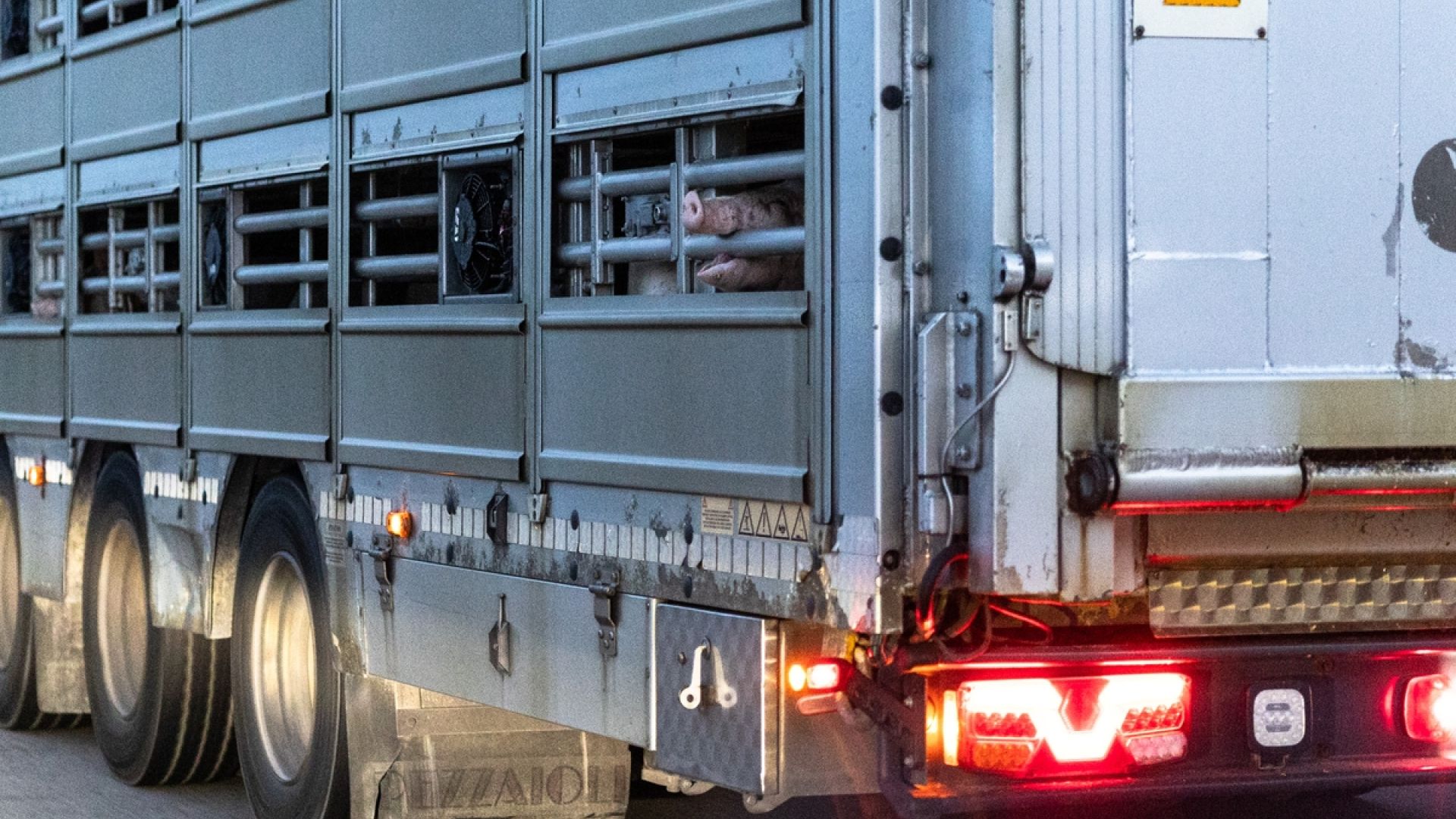 15 millioner grise blev på lastvogne ud af landet i 2023. Hovedparten var smågrise, der skulle opfedes i udlandet. Foto: Kristian Brasen / Dyrenes Beskyttelse Gris stikker hovedet ud af transport