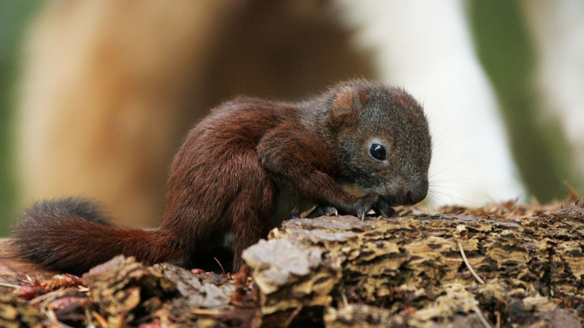 En egernunge kravler rundt på et stykke bark. 