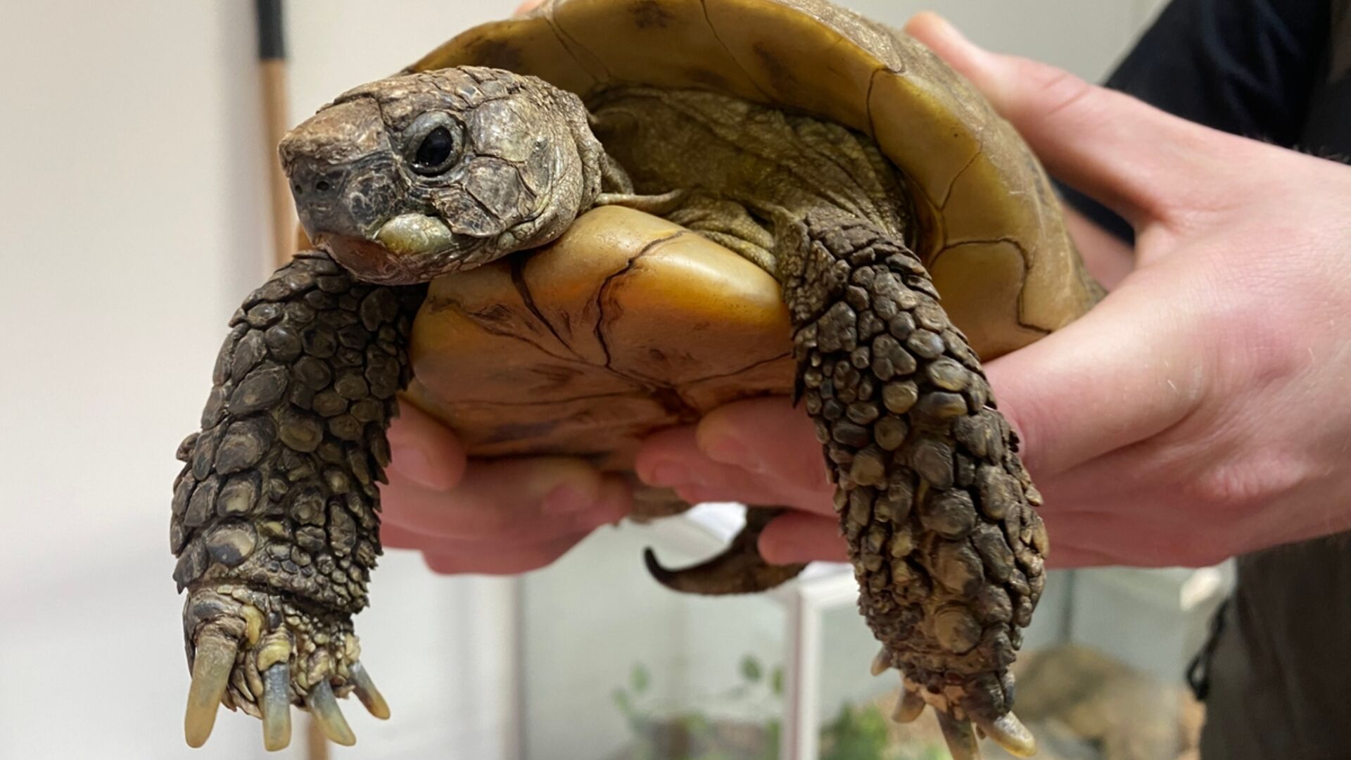 Skildpadden Hannibal på 87 år. Foto: Fie Bau Madsen/Dyrenes Beskyttelse