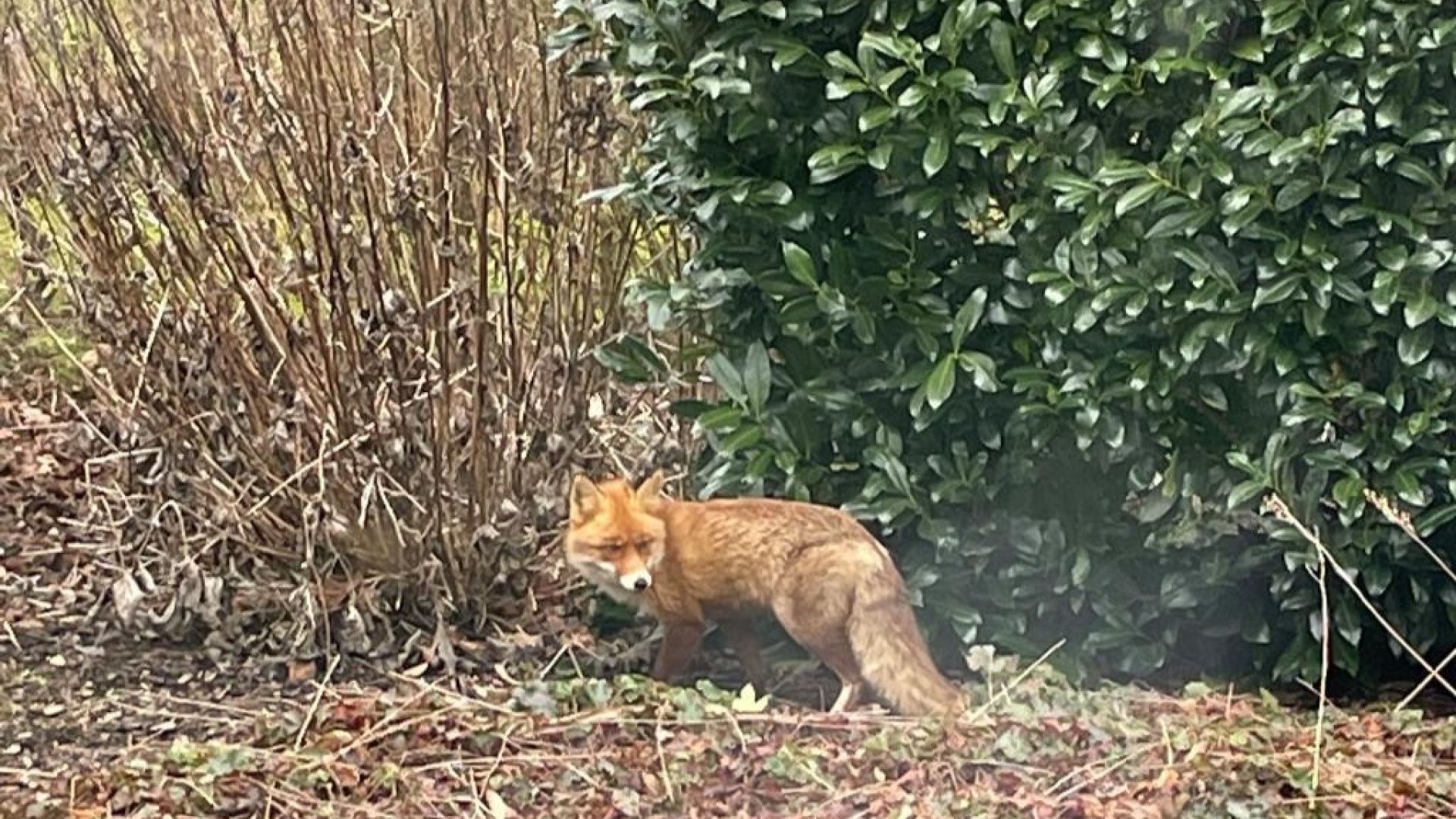 I april ser nogle ræve forpjuskede ud, men det betyder ikke nødvendigvis, at de har skab. Foto: Privat