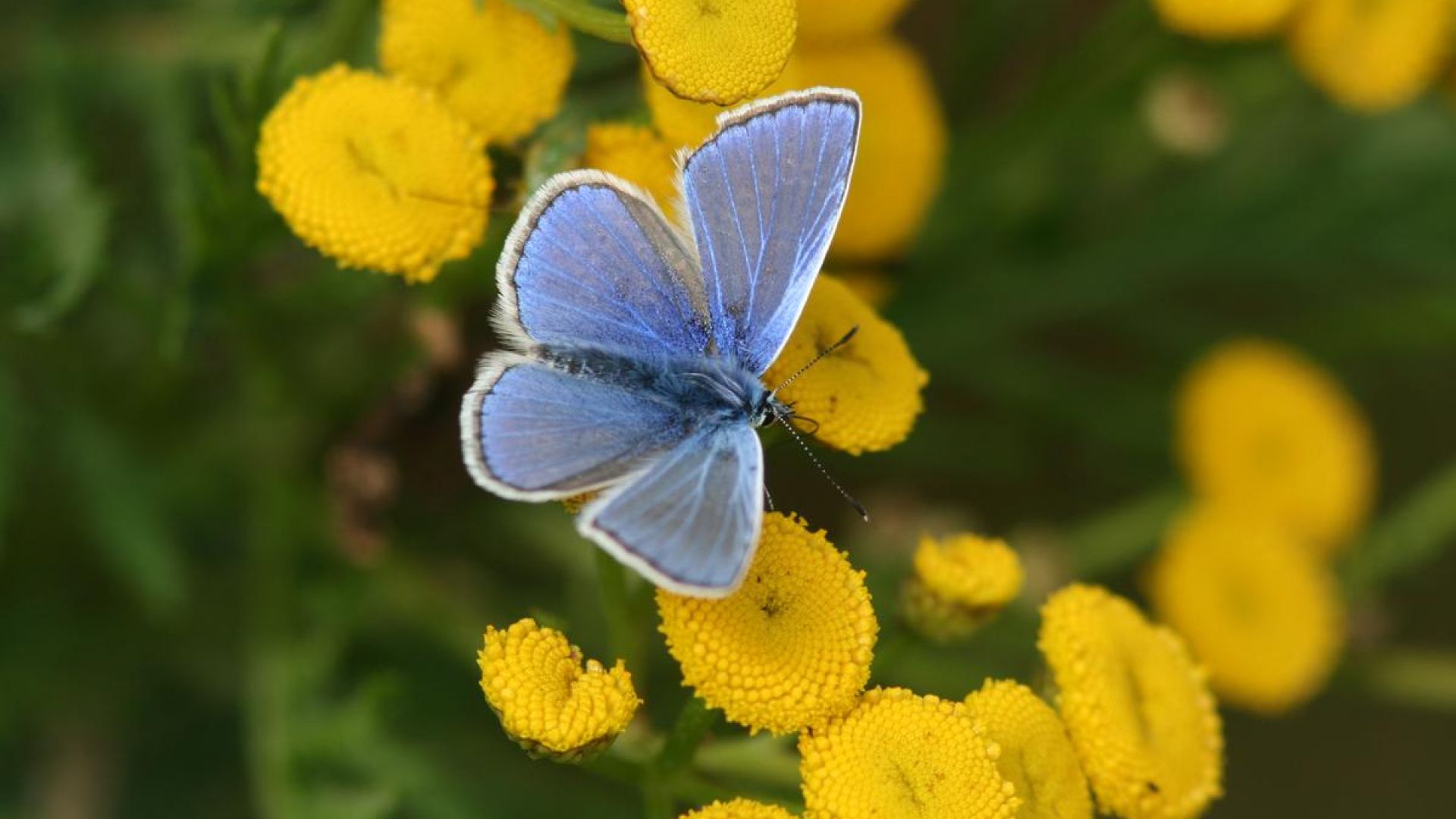 Klima og miljø er det vigtigste for danskerne, når de skal stemme til Europa-Parlamamentsvalget. Foto: Dyrenes Beskyttelse Almindelig blåfugl på rejnfan