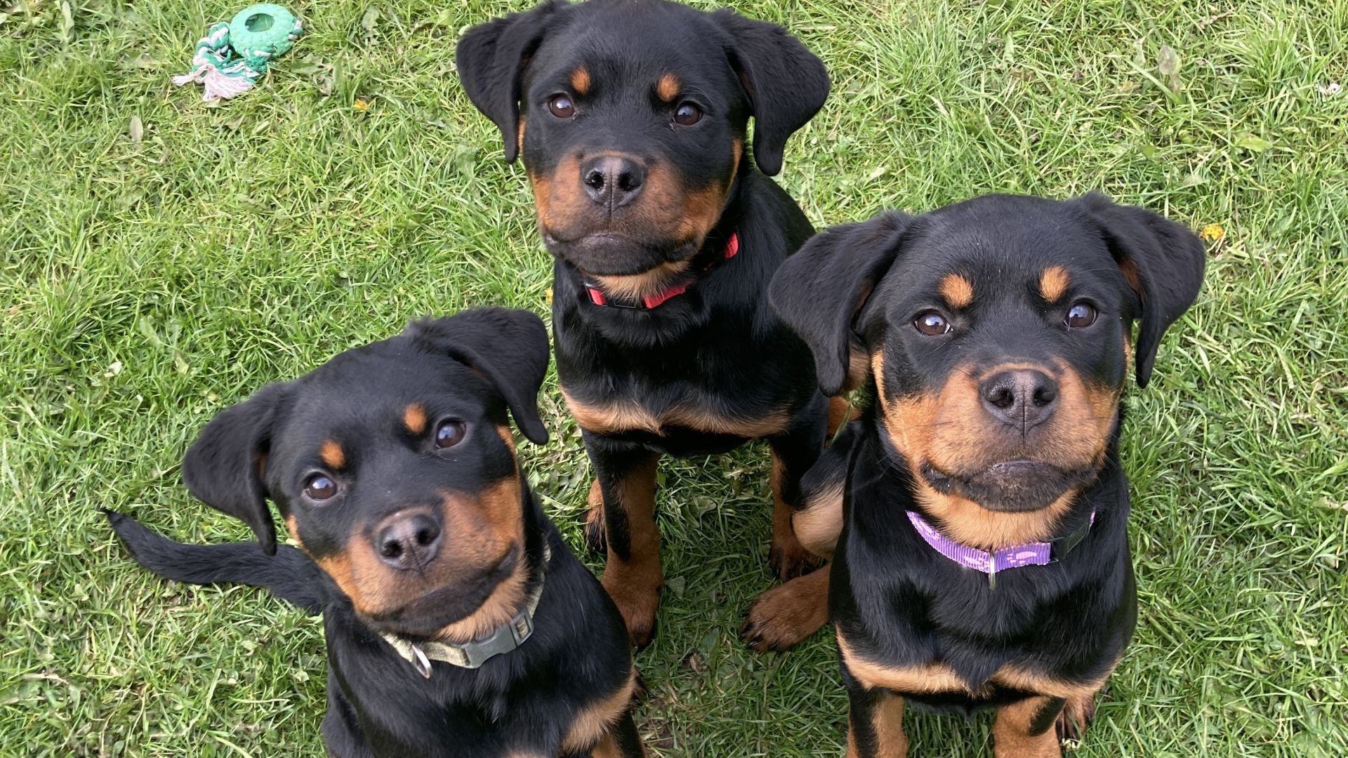 Efter en alvorlig dyreværnssag på Fyn, hvor otte rottweilere blev reddet i et samarbejde mellem Dyrenes Beskyttelse og Fyns Politi, er tre hvalpe nu klar til at finde nye hjem. Foto: Dyrenes Beskyttelse