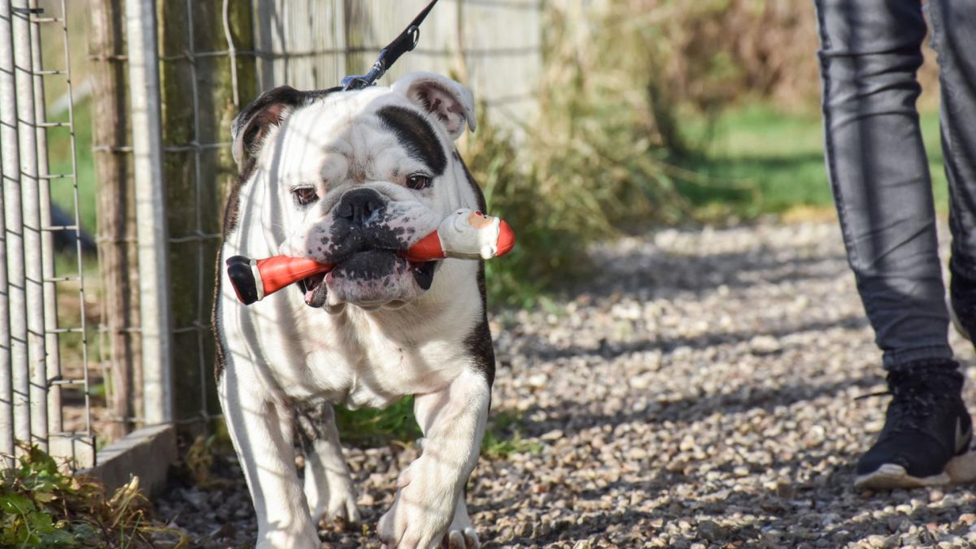 BOAS-hunde lider ofte af forskellige hudproblemer, hovedsageligt på grund af deres fysiske karakteristika. Foto: Cathrine Cocks, Dyrenes Beskyttelse