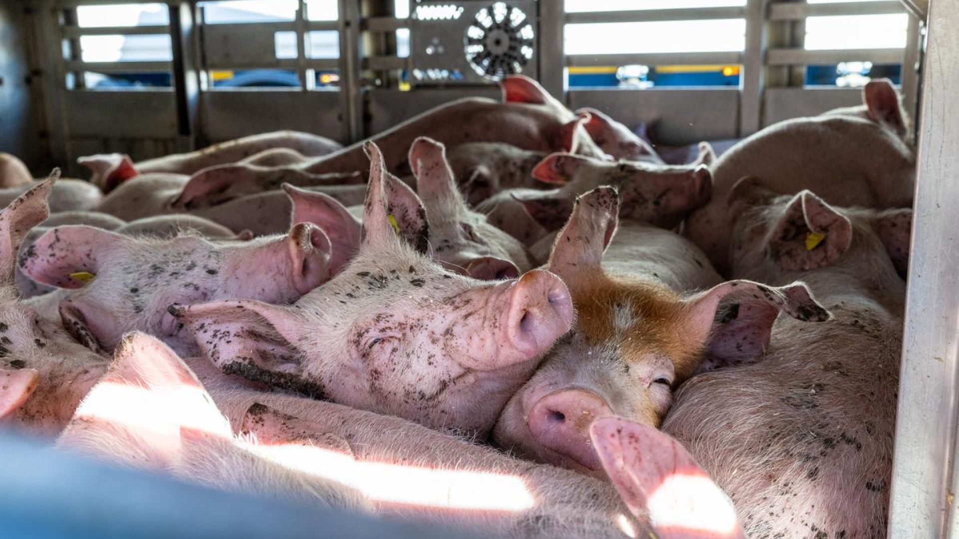 Foto: Kristian Brasen Hvert år bliver over 12 millioner danske grise sendt af sted på lange dyretransporter over otte timer.
