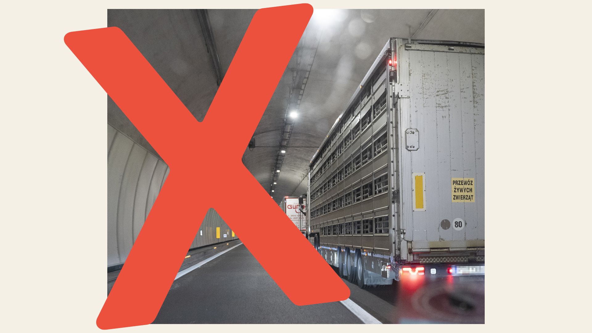 Foto: Kristian Brasen Grafik: Pernille Stokholm Grisetransport i motorvejstunnel med et stort rødt kryds over