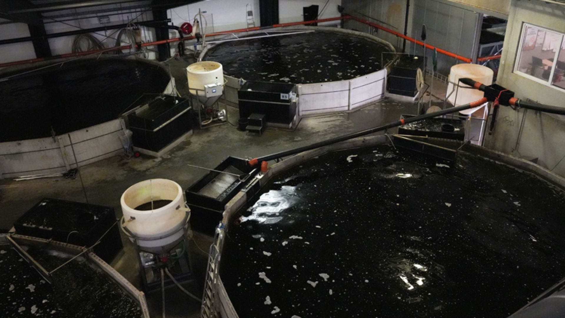 Fotos: Thomas Degner Bassiner med mørk vand i industrielt fiskeopdræt