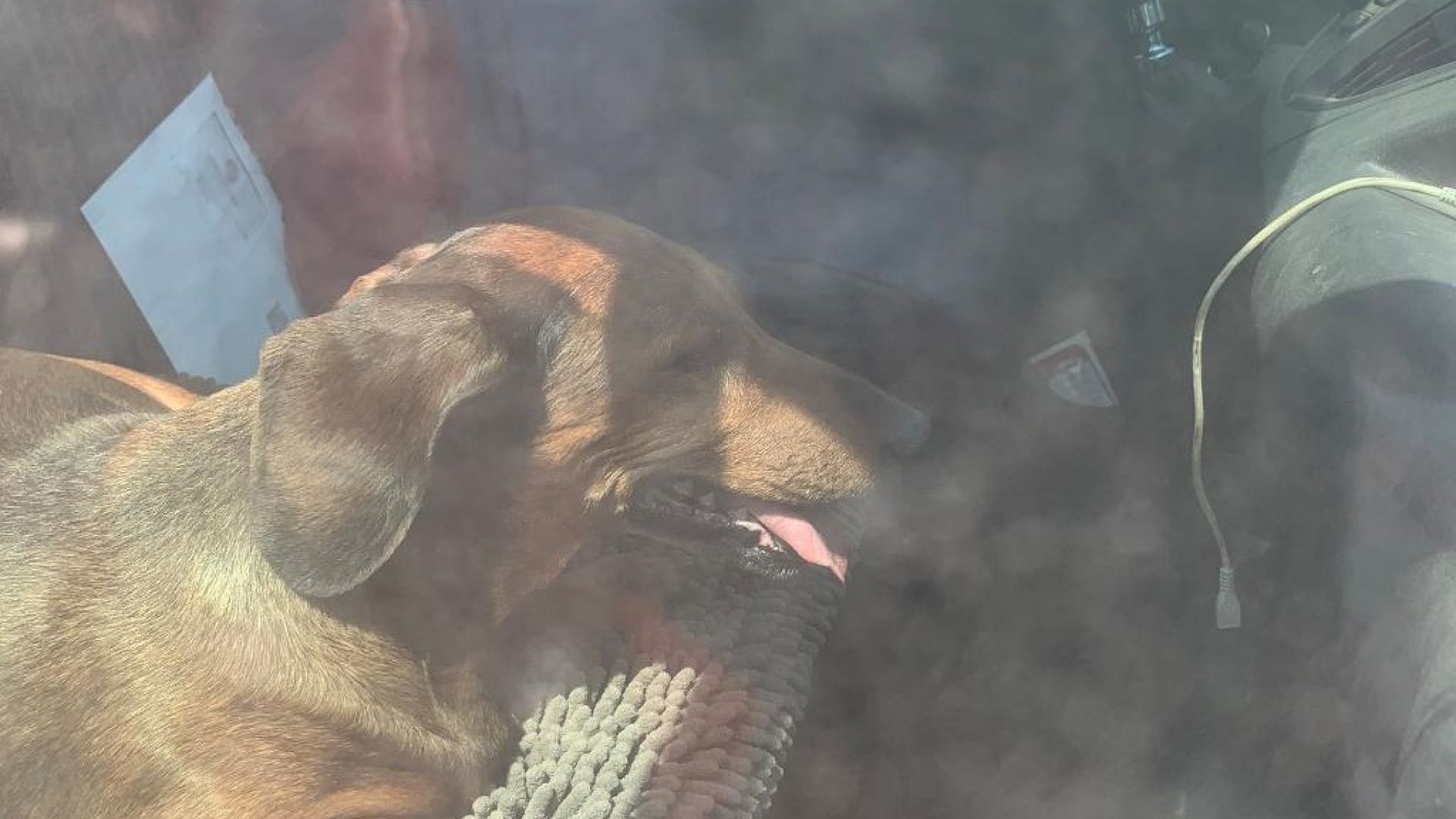 En tommelfingerregel er, at når udetemperaturen rammer omkring 20 grader, stiger temperaturen inde i en bil hurtigt og kan på en halv time komme helt op på 40-50 grader. Foto: Dyrenes Beskyttelse. Hund i bil