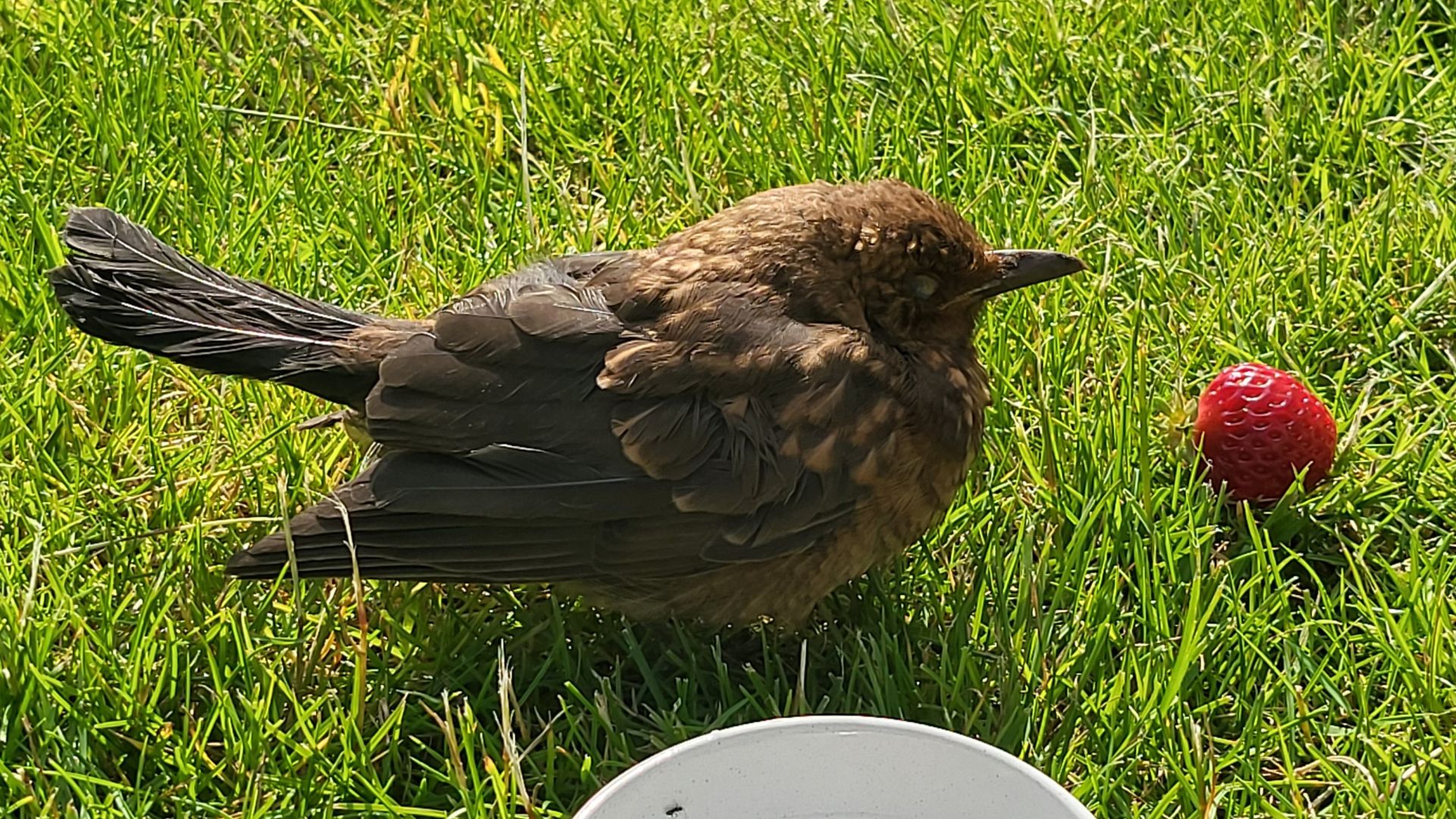 Et jordbær og en skål vand heler desværre ikke en brækket vinge, som solsorten pådrog sig i karambolage med et frugtnet. Foto: Privat Et jordbær og en skål vand heler desværre ikke en brækket vinge, som solsorten pådrog sig i karambolage med et frugtnet. Foto: Privat