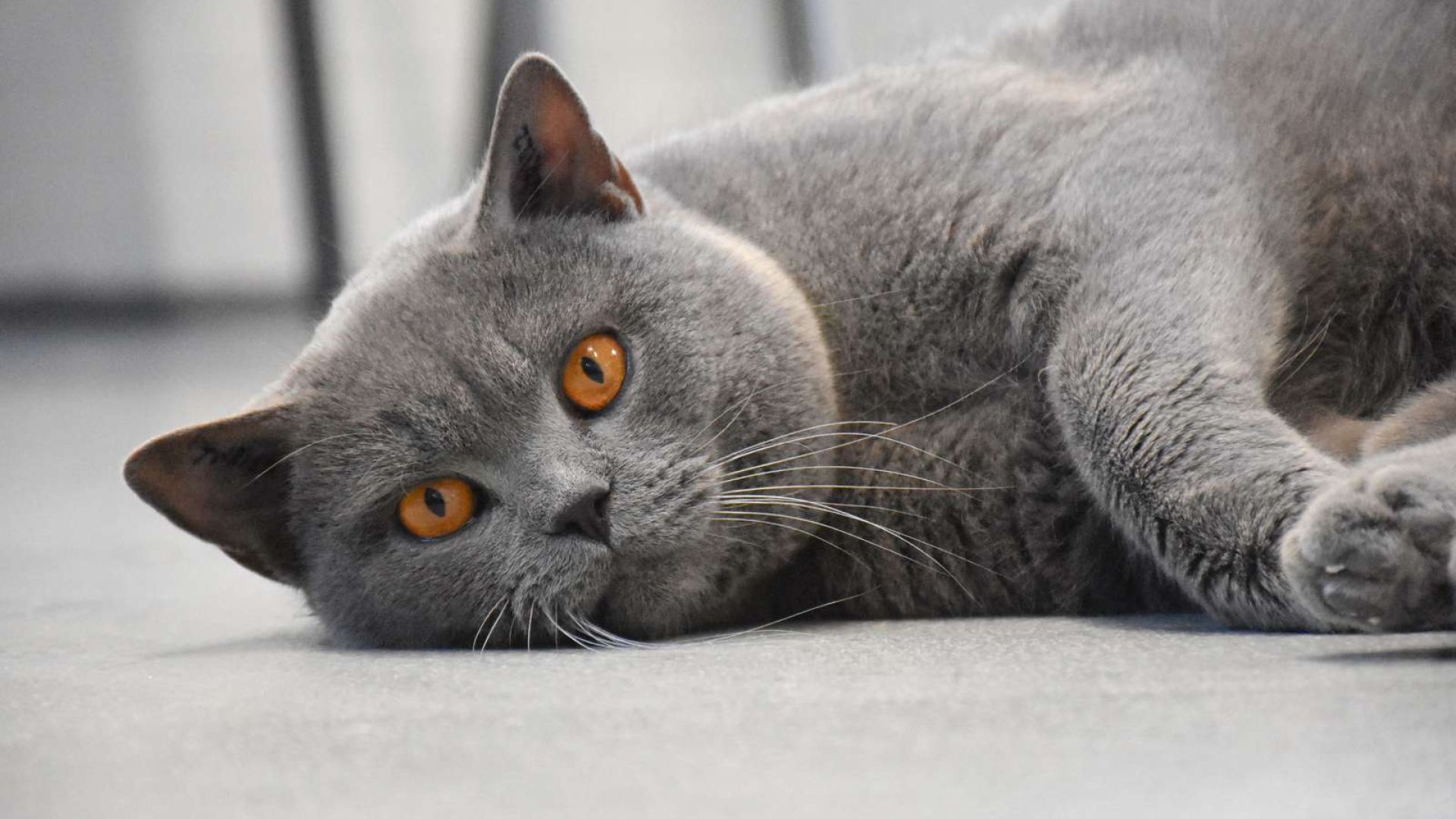 Der er ingen rigtig eller forkert måde at sørge på. Det vigtigste er, at det føles ”rigtigt” for dig. Foto: Cathrine Cocks Billede af kat, der ligger ned